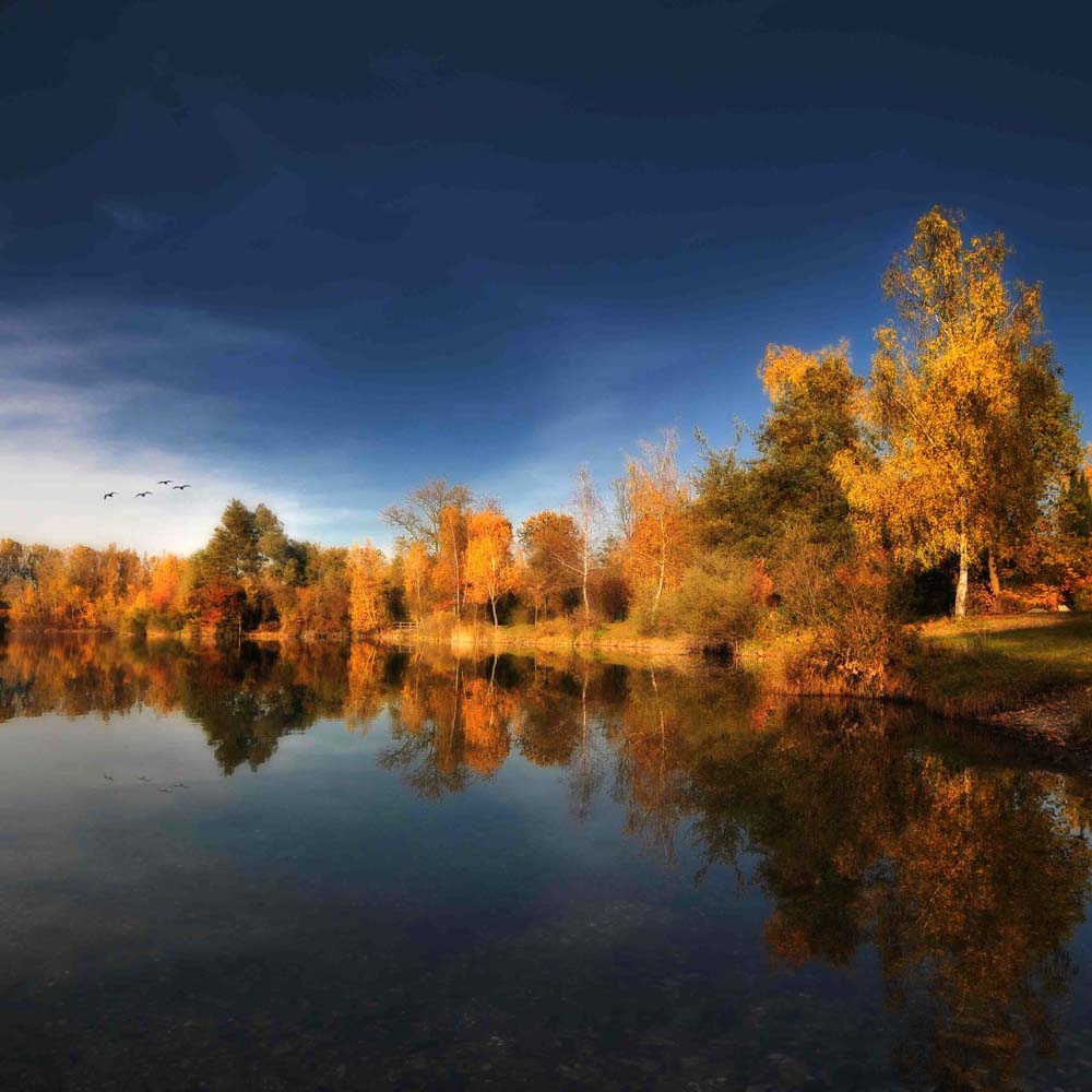 Gold Rush Wall Mural