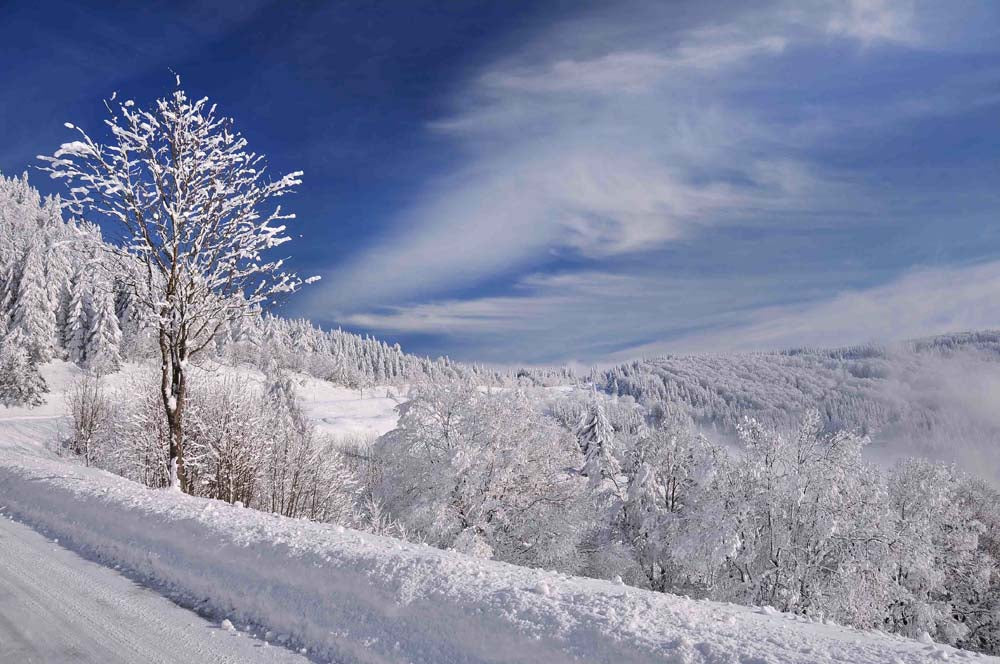 White White World Wall Mural