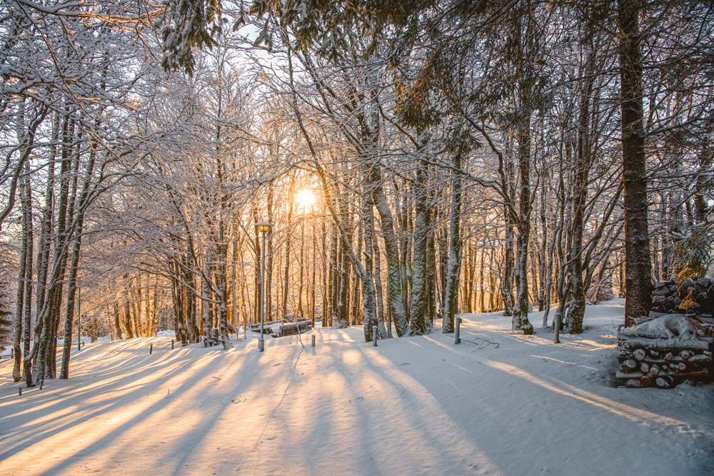 Light in the Snowy Forest Wall Mural