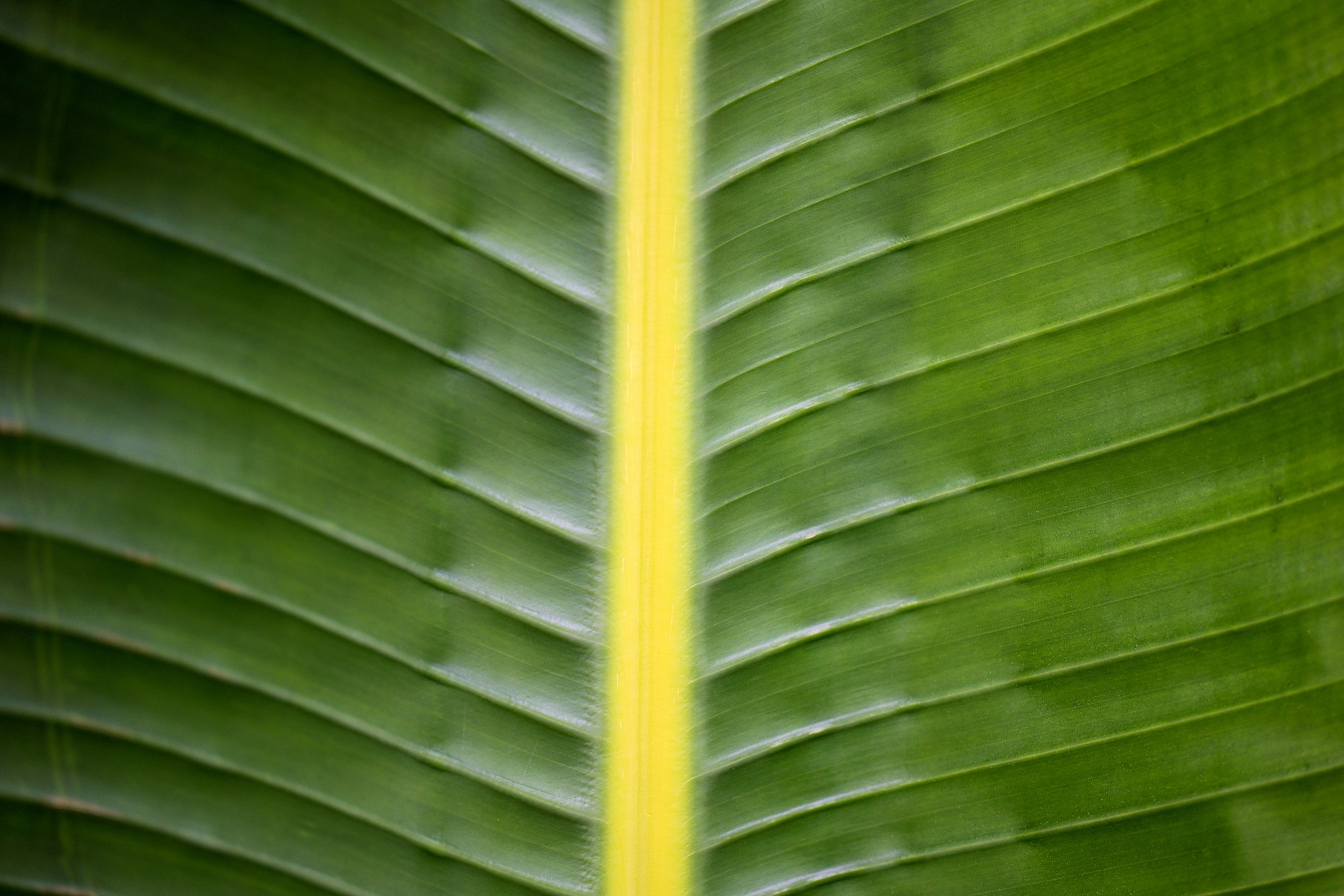 Talipot Palm Wall Mural