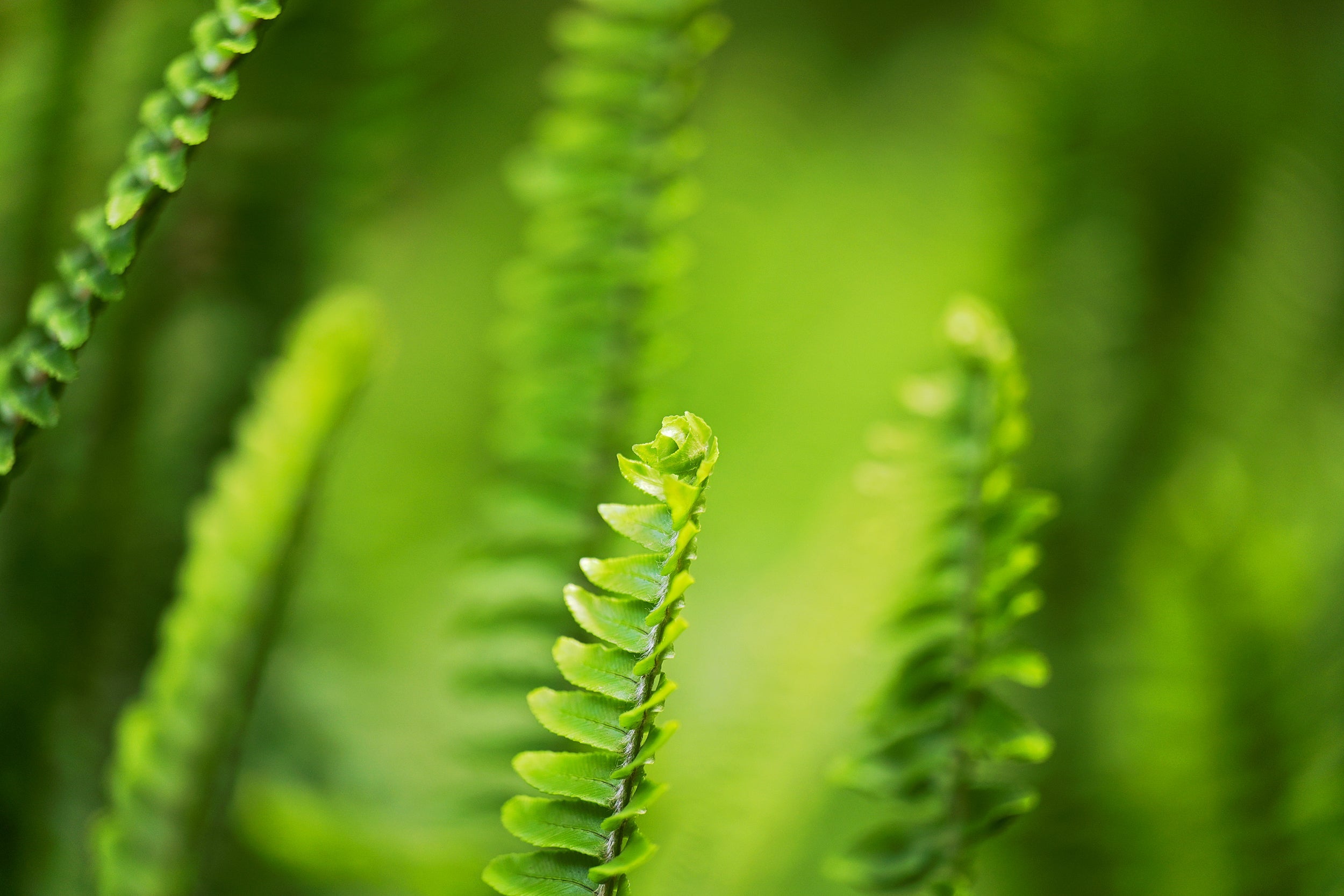 Blooming Buds Wall Mural