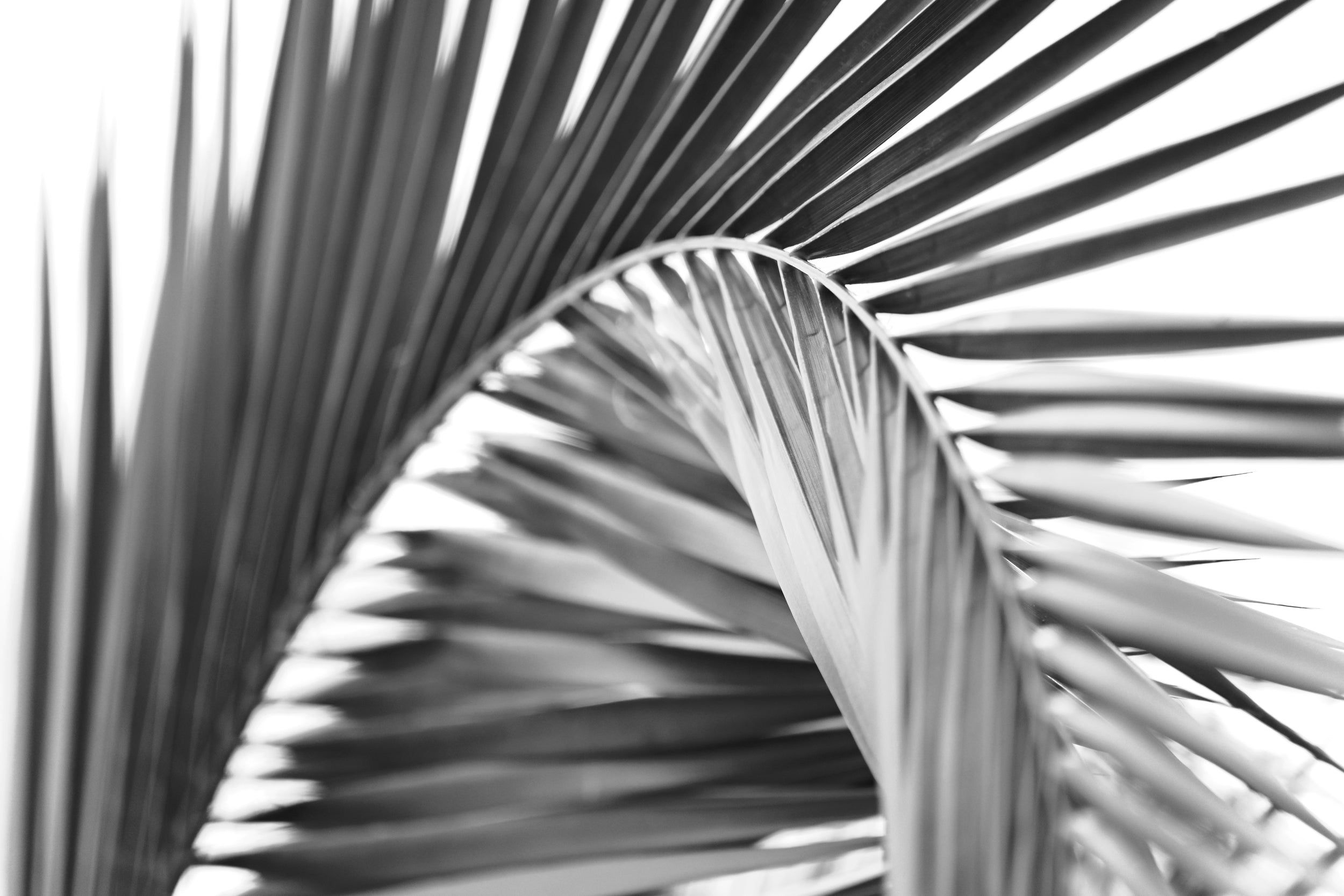 Amazon Palm Greyscale Wall Mural