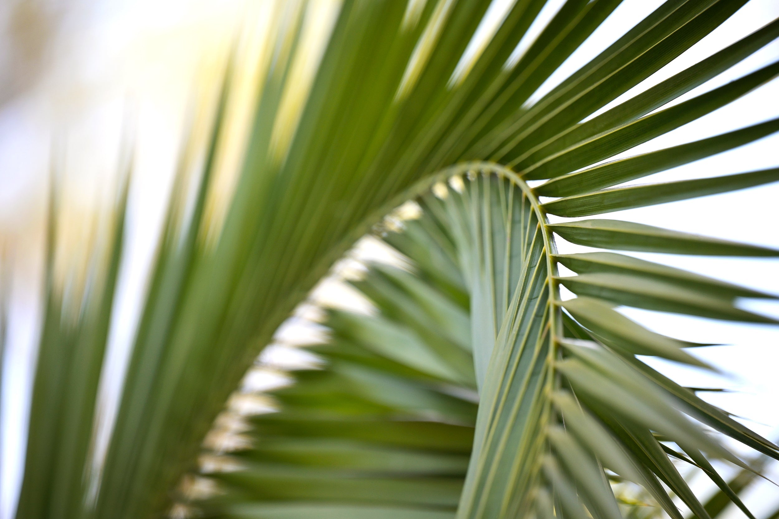 Tropical Palm Wall Mural