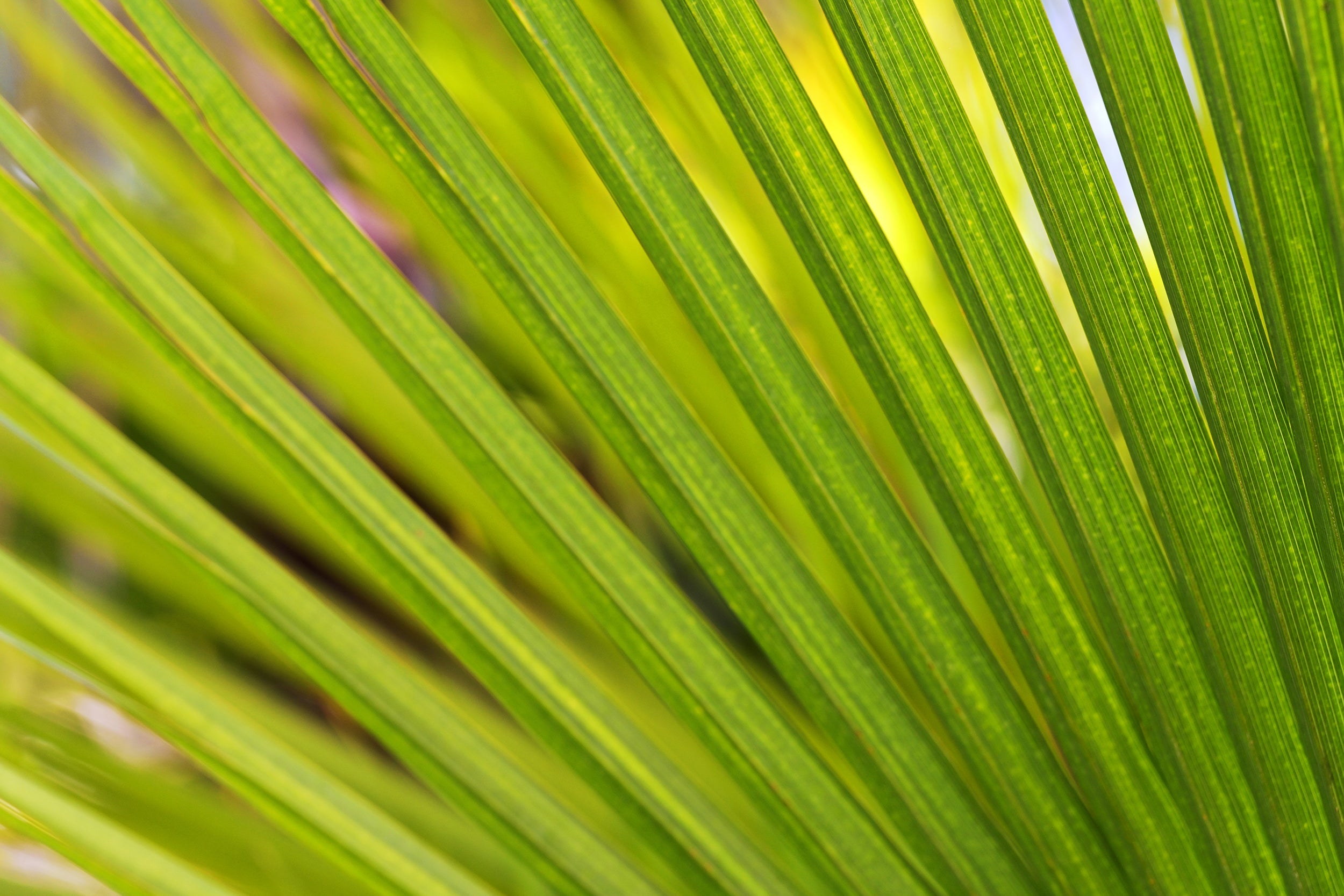 Light Spring Palm Wall Mural