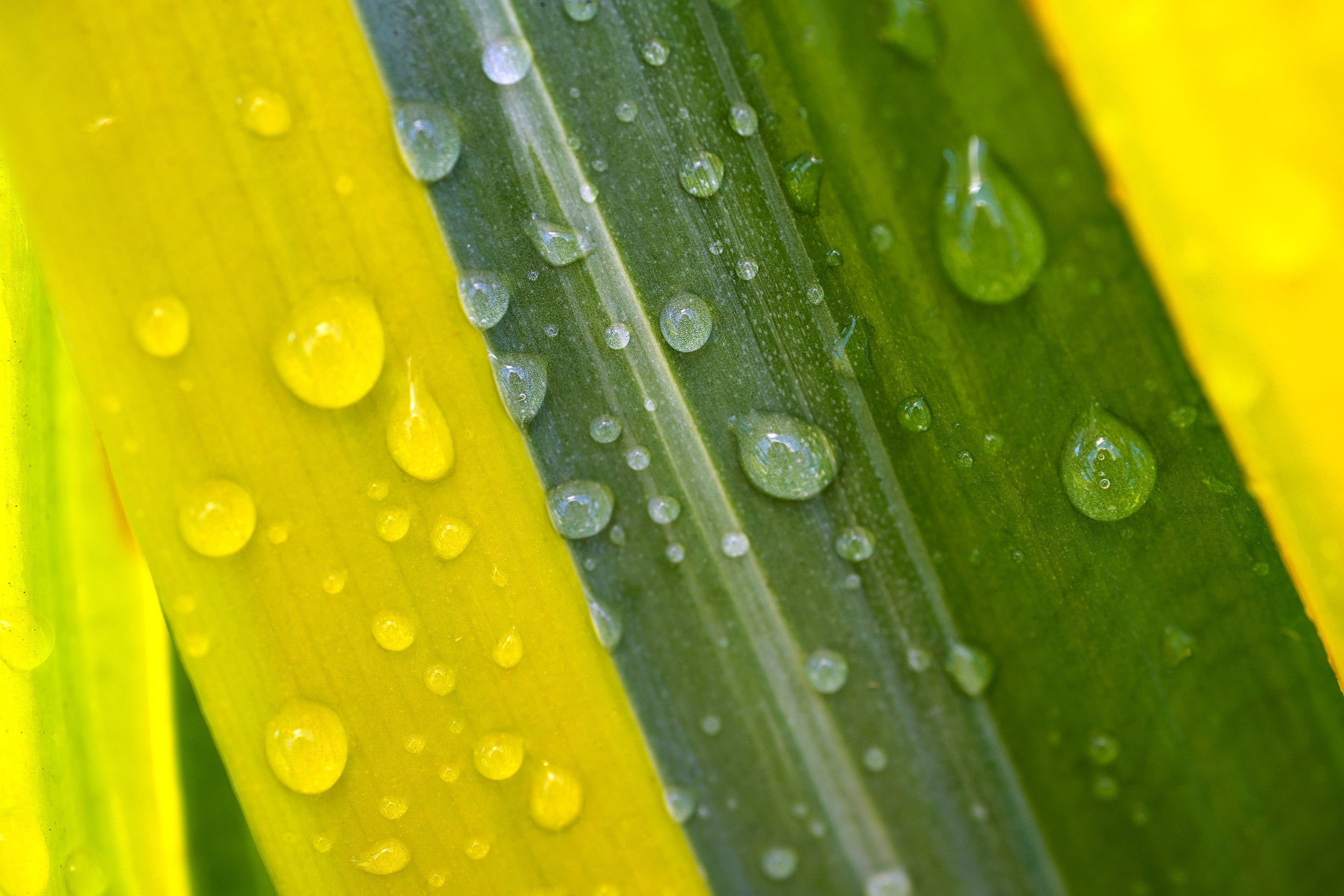 Morning Dew Wall Mural