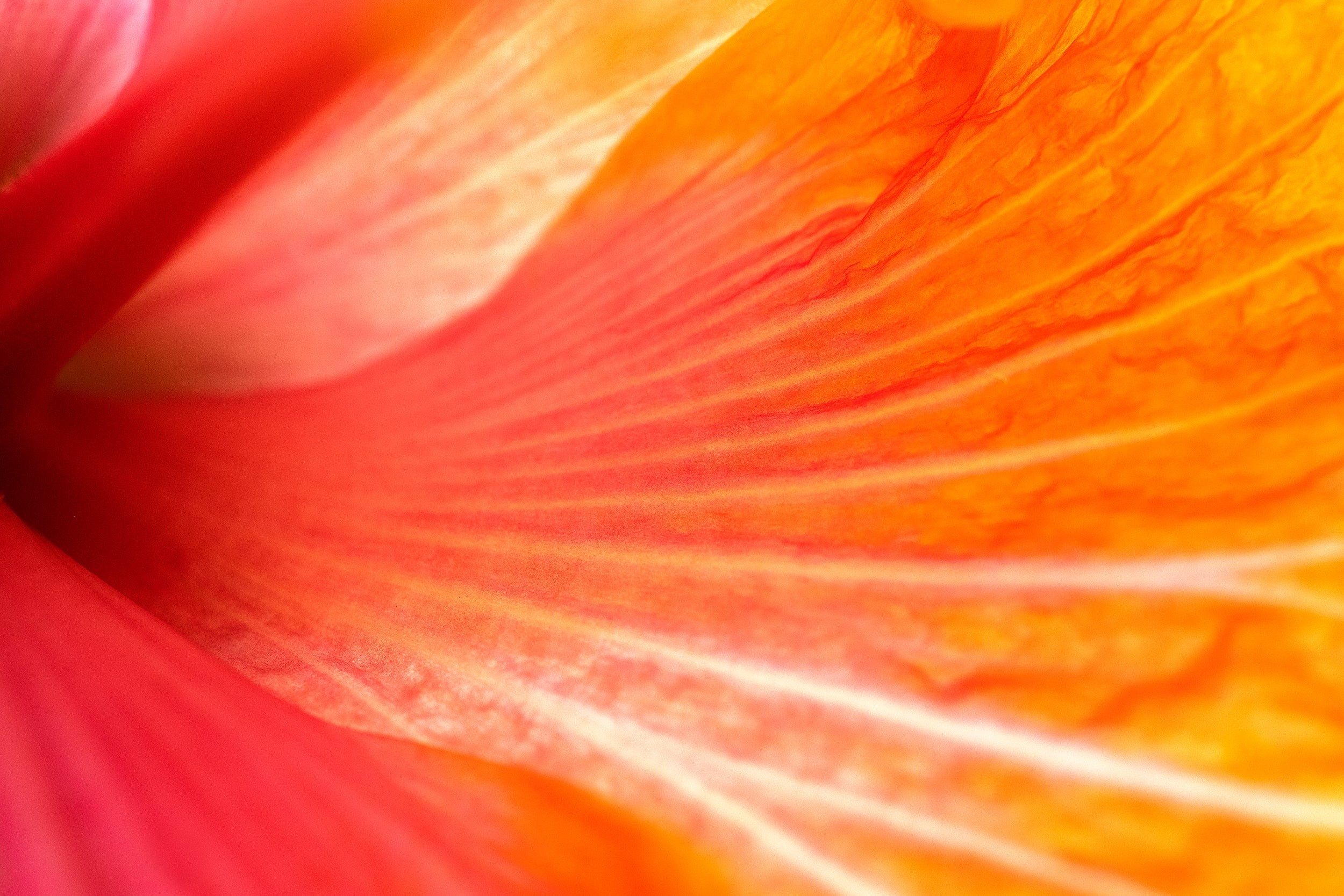 Radial Burst Wall Mural