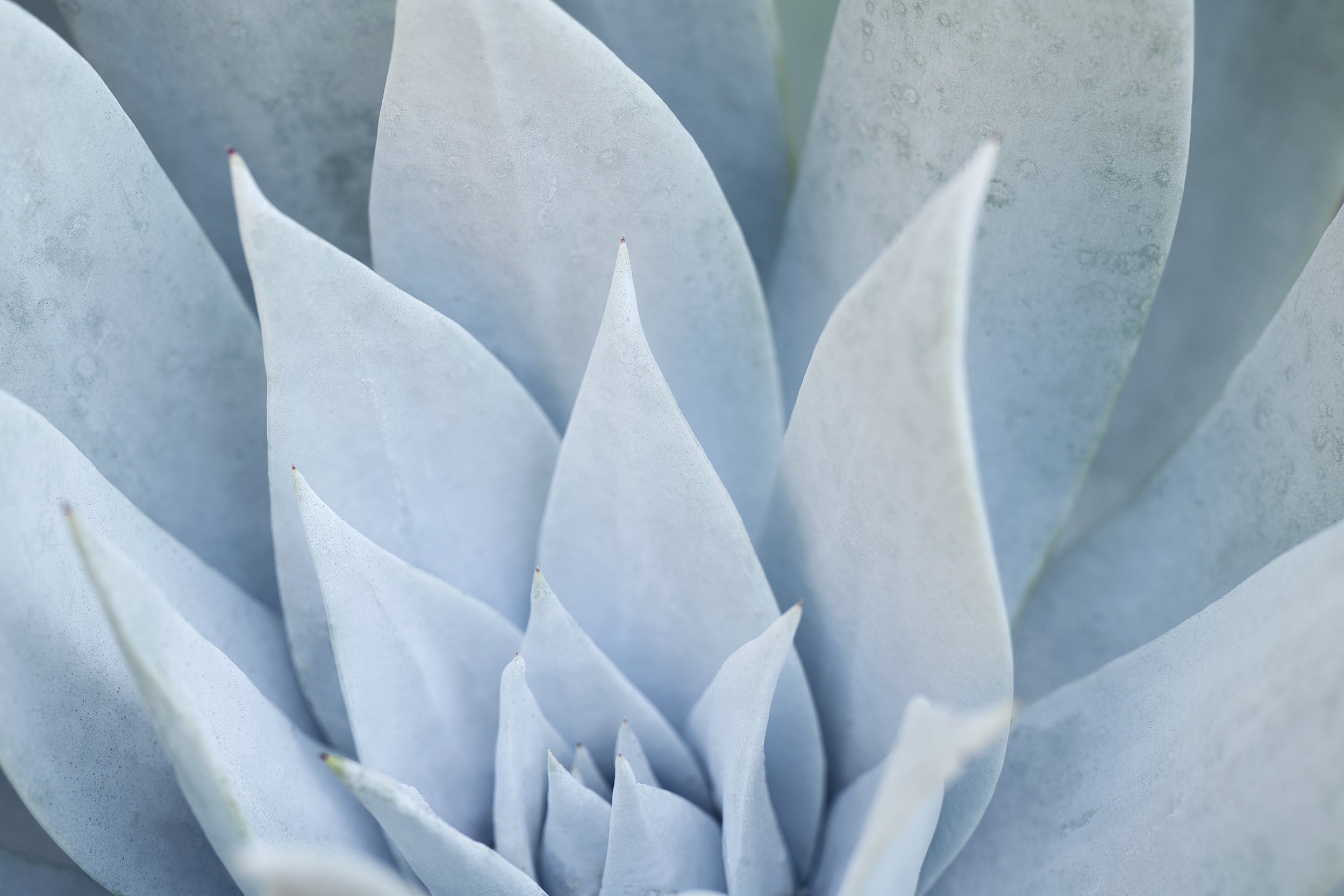 Whispering Spring Wall Mural