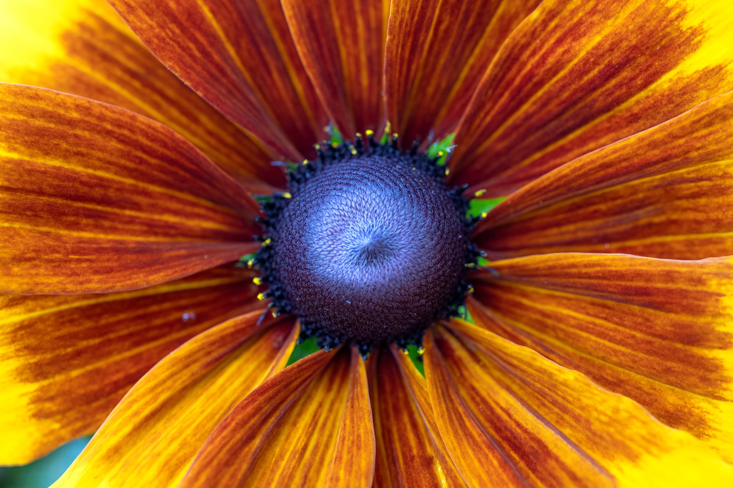 Torchlight Bloom Wall Mural