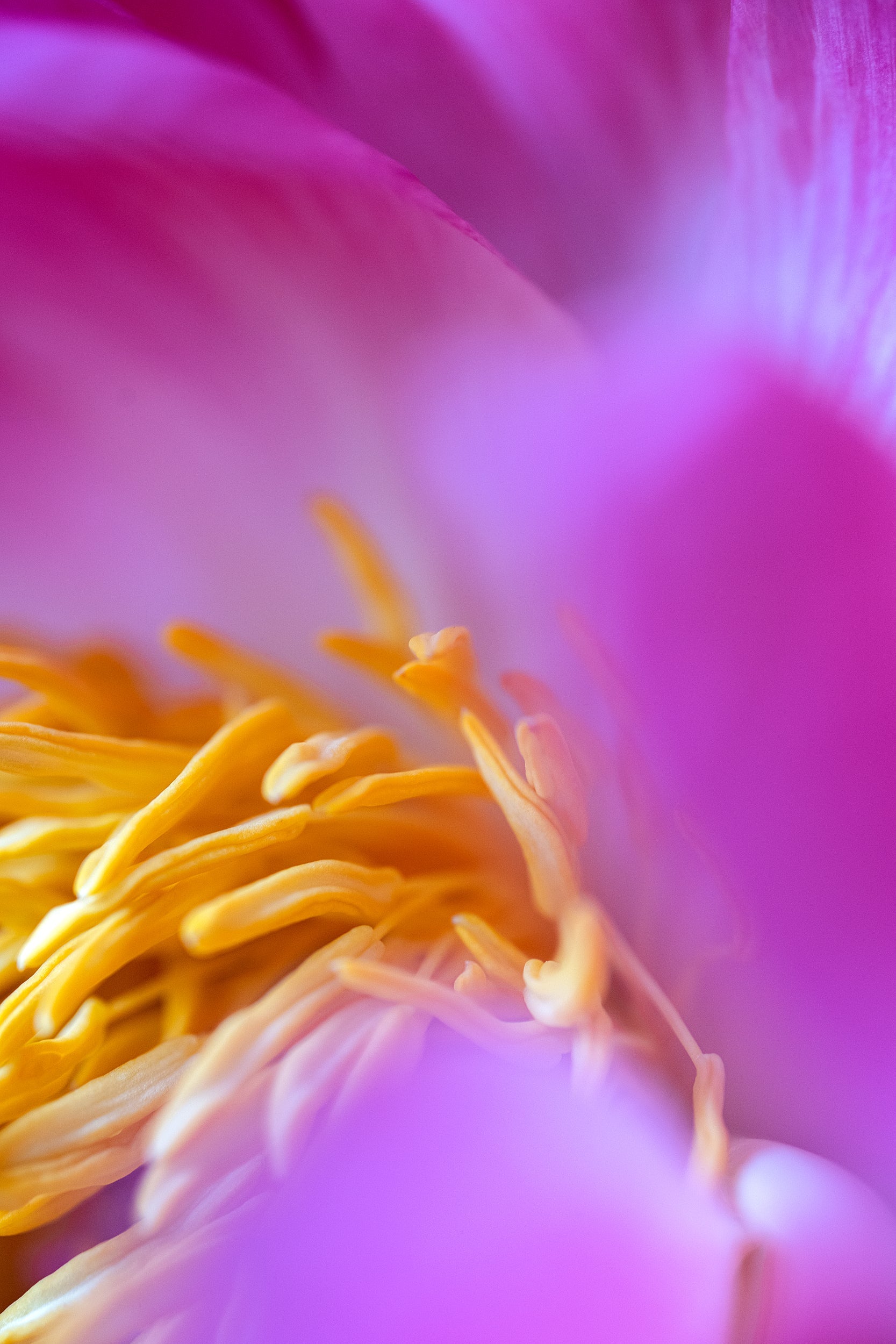 Violet Burst Wall Mural