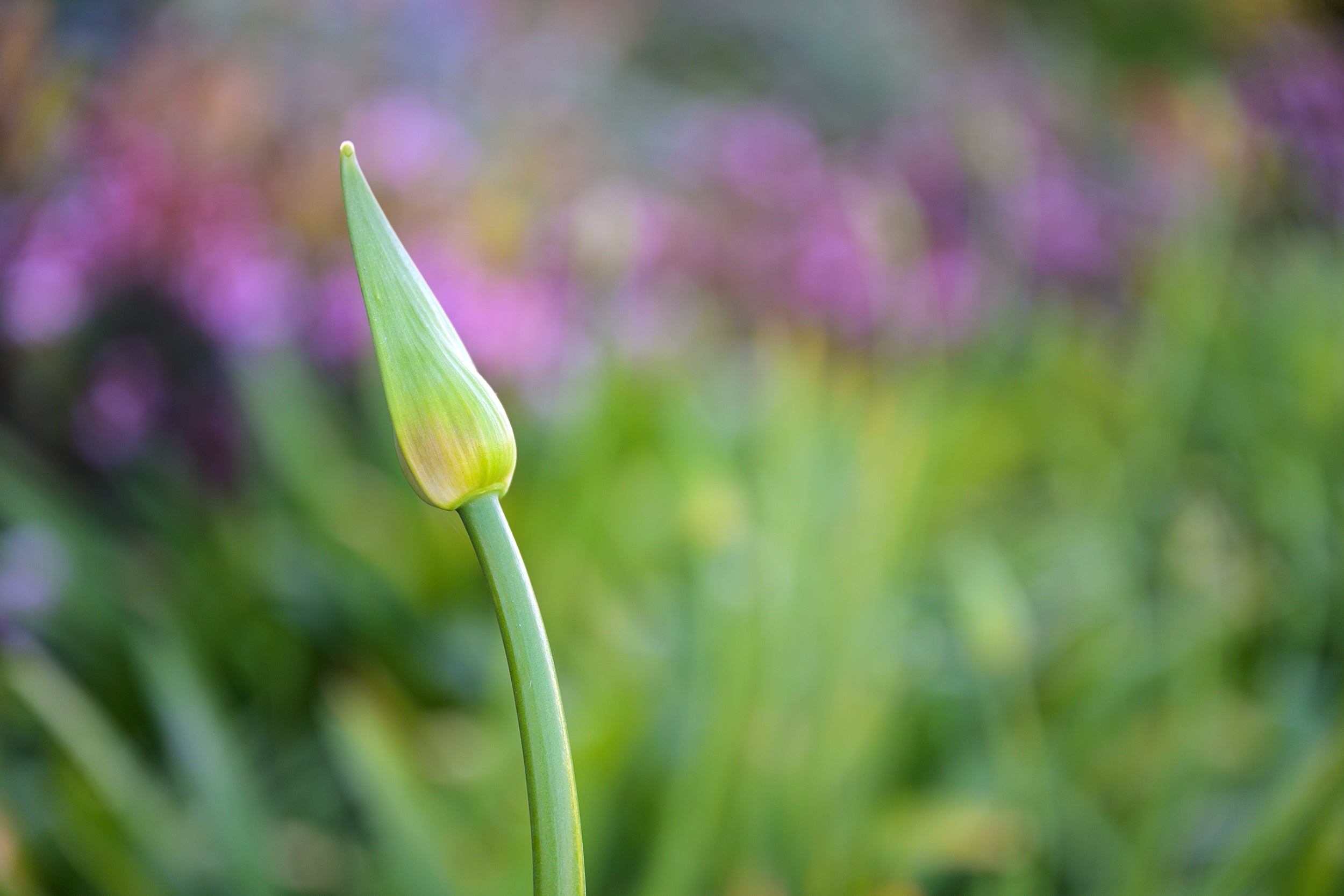 Green Spring Wall Mural
