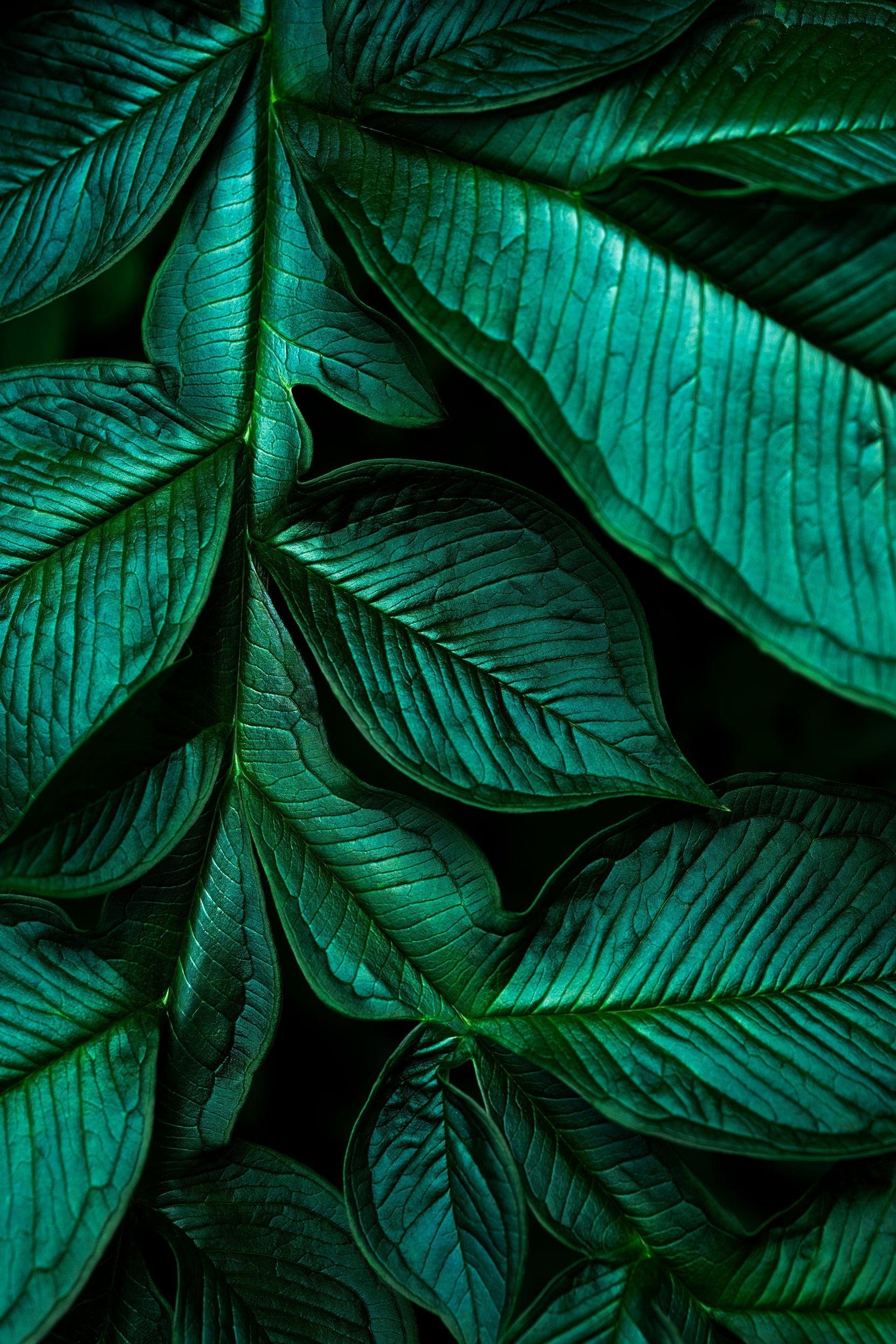 Amazon Flora Wall Mural