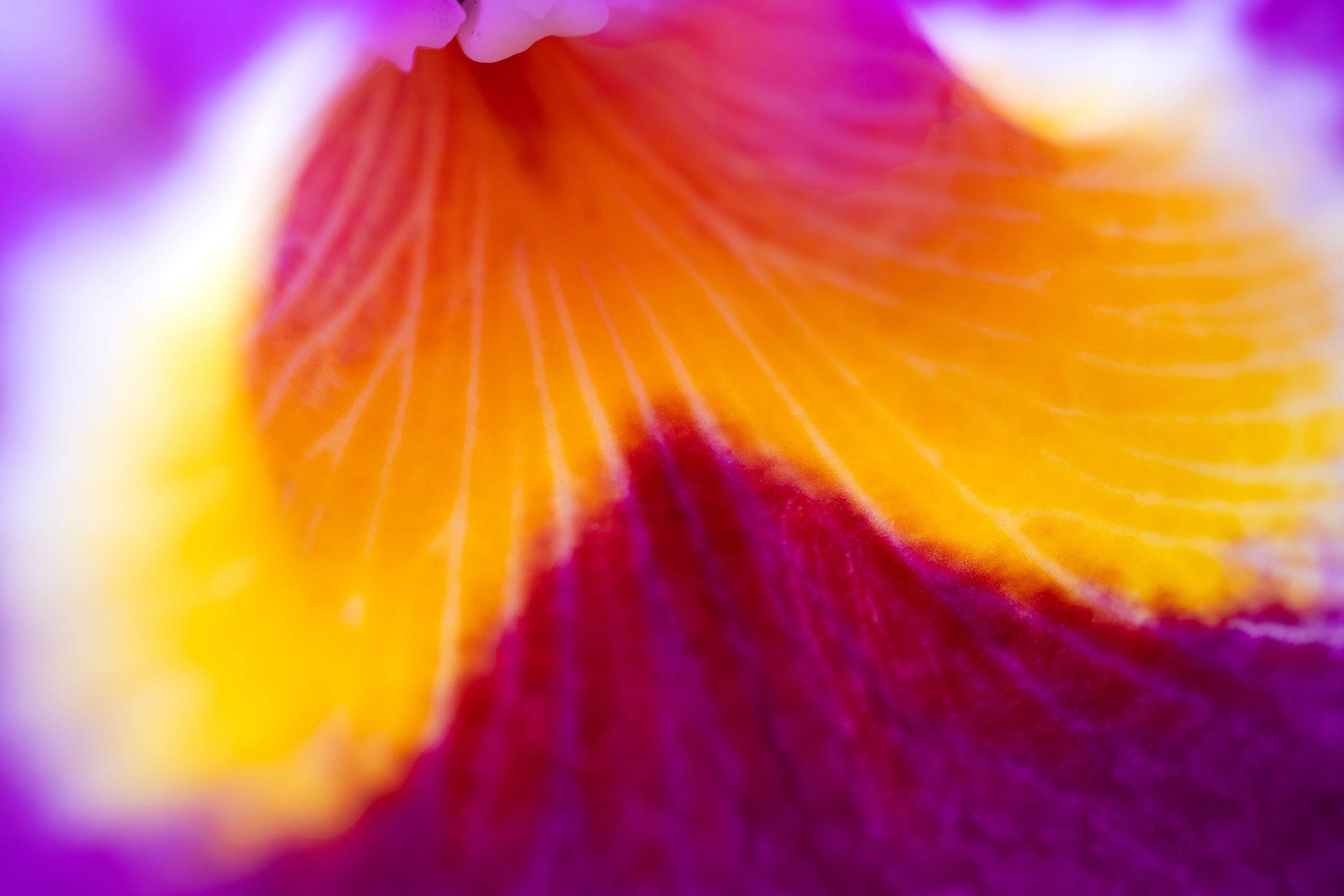 Courageous Purple Wall Mural