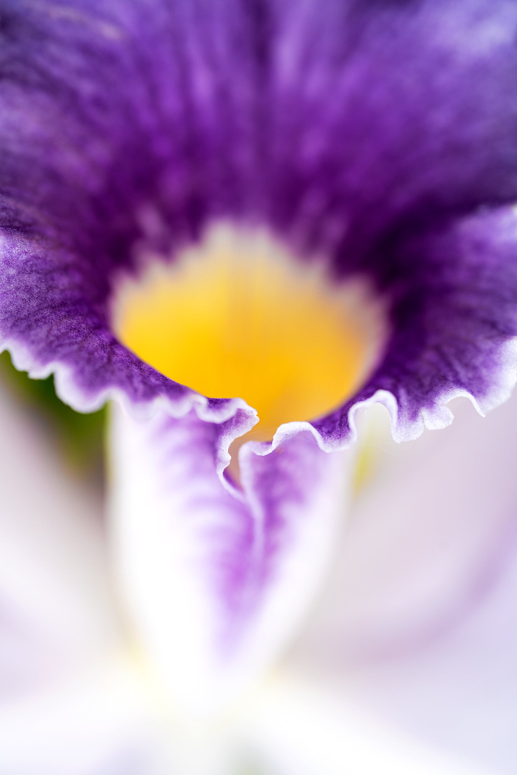 Royal Grape Wall Mural