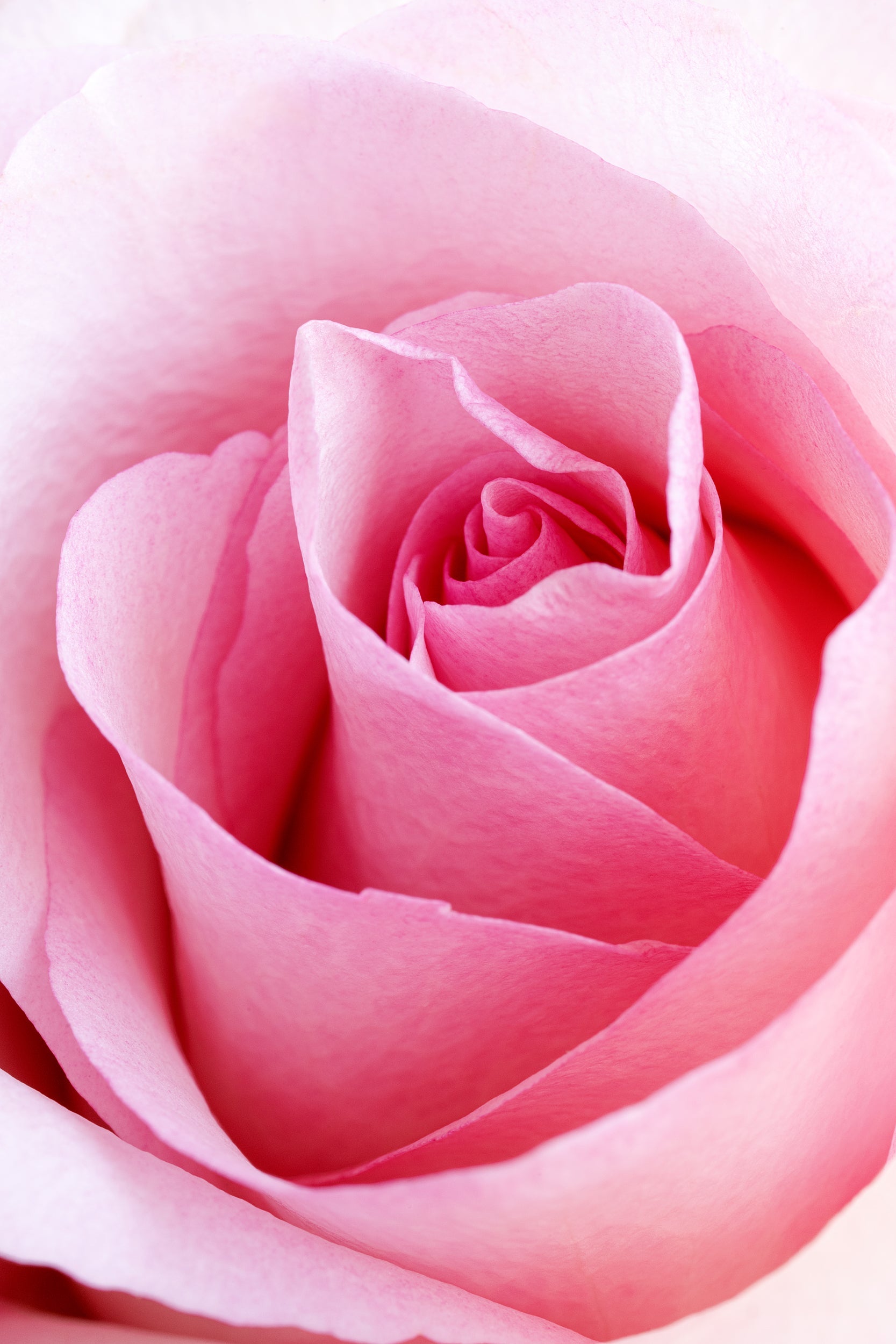 Blush Rose Wall Mural