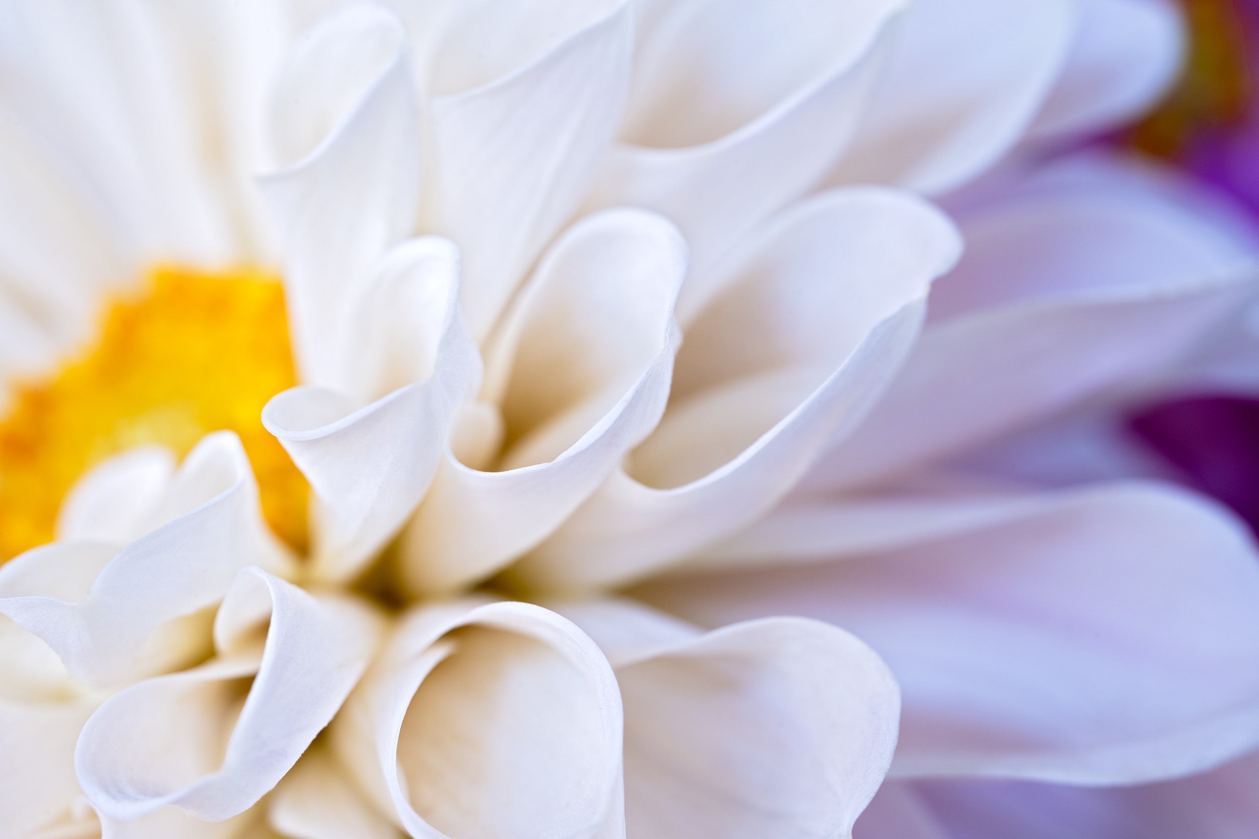 Metallic White Wall Mural