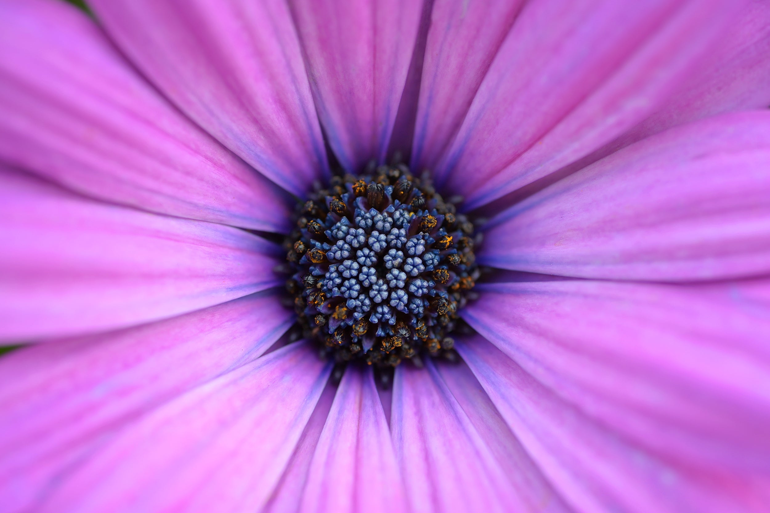 Hazy Lilac Wall Mural