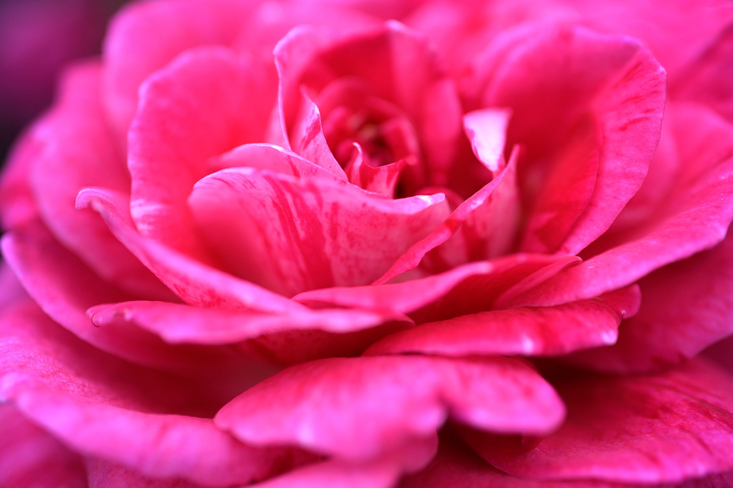 Miraculous Wall Mural