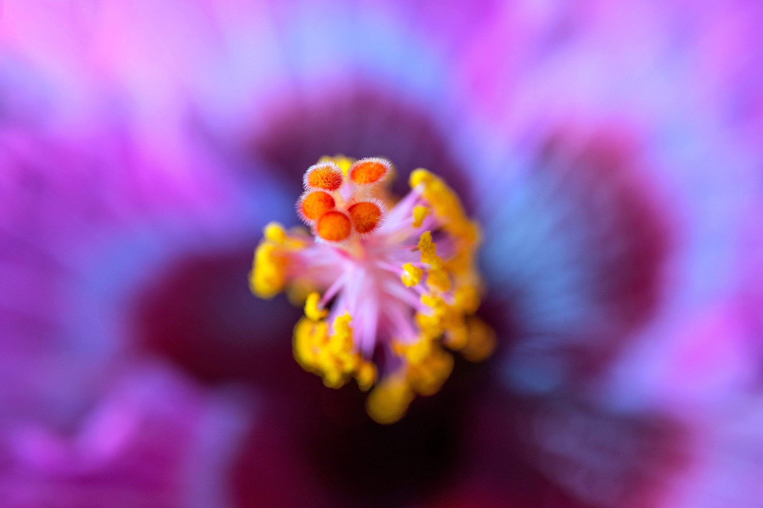 Remarkable Wall Mural