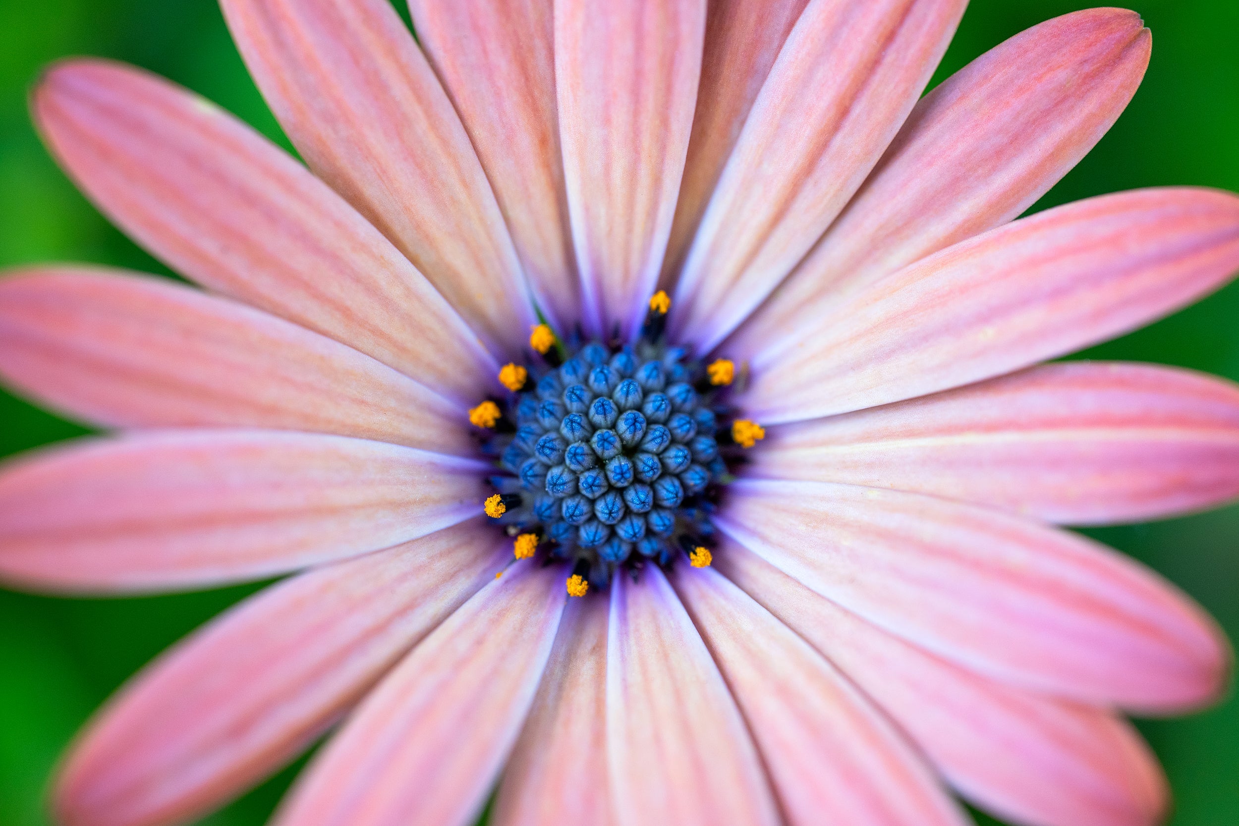 Pink Burst Wall Mural