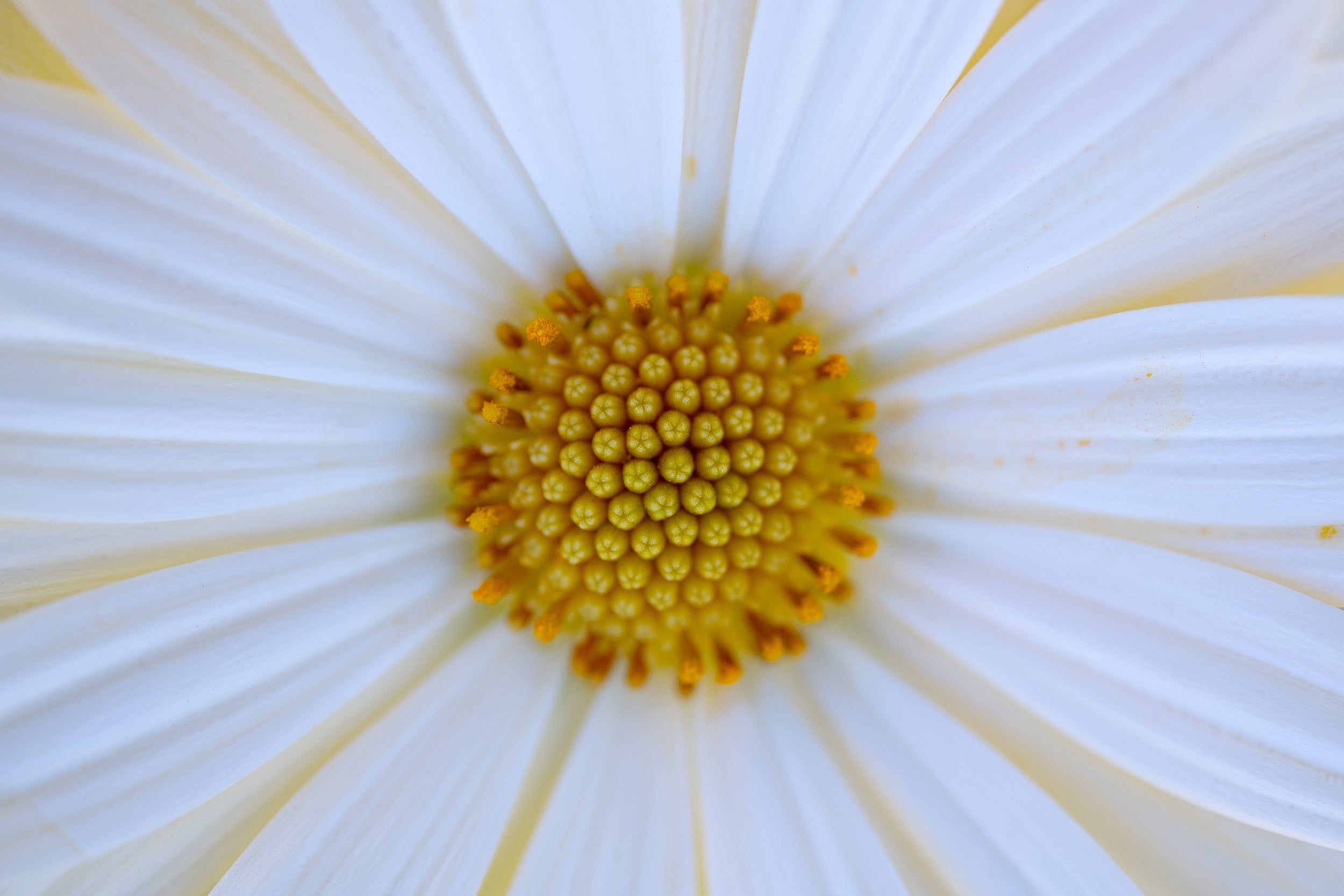 White Blast Wall Mural