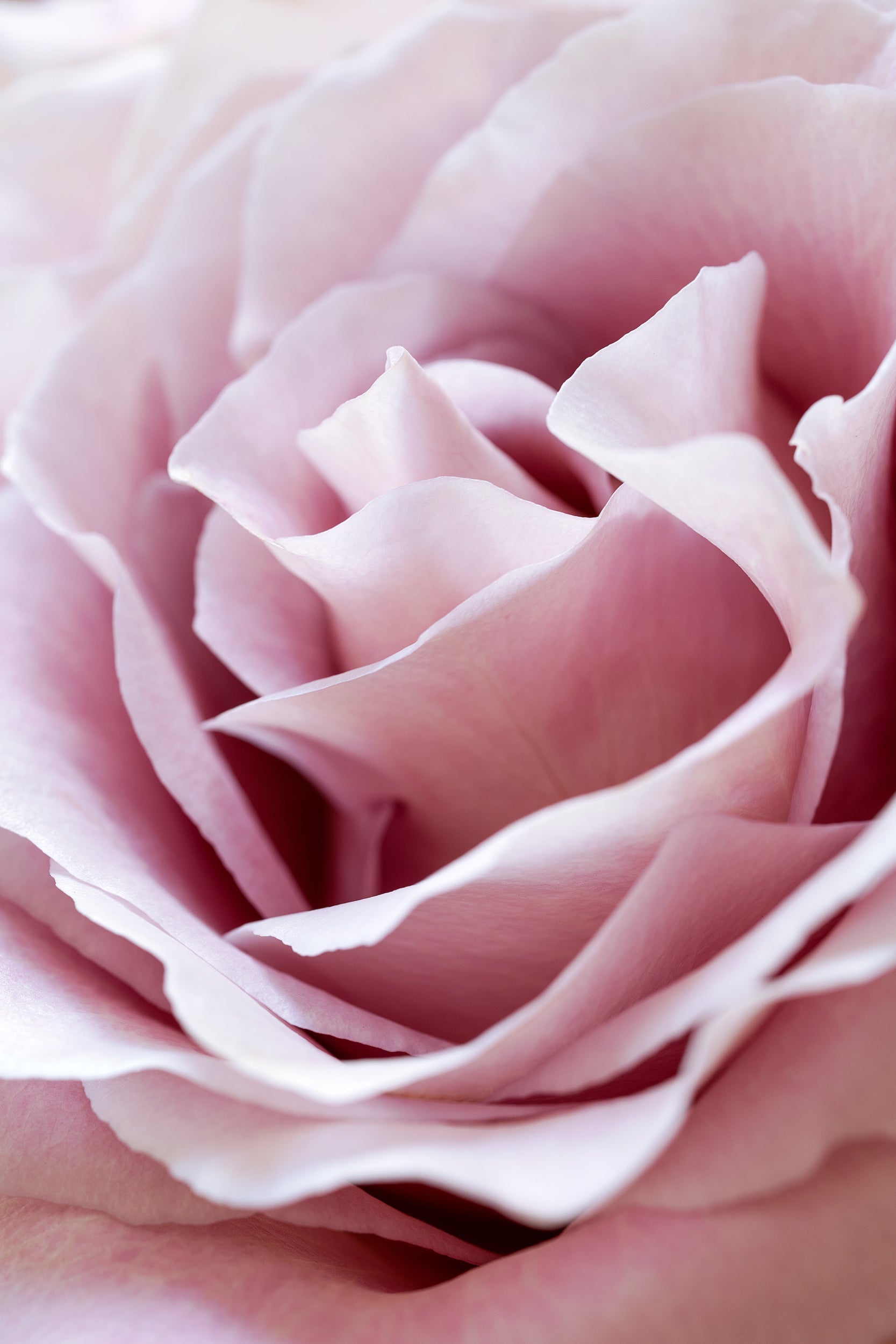 Pastel Rose Wall Mural