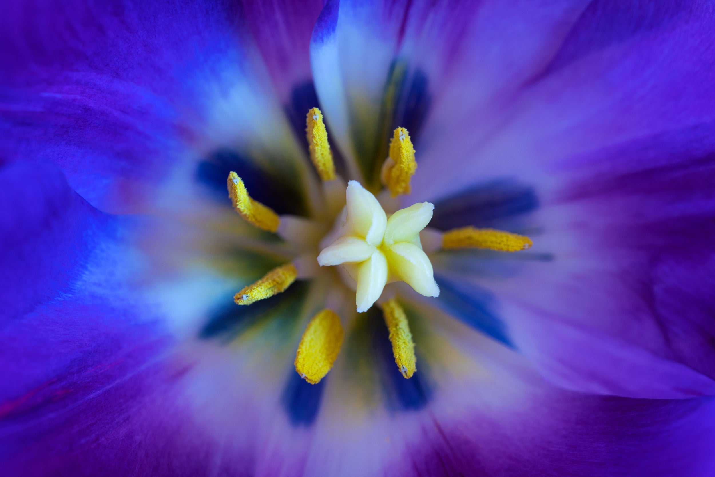 Blue Galaxy Wall Mural