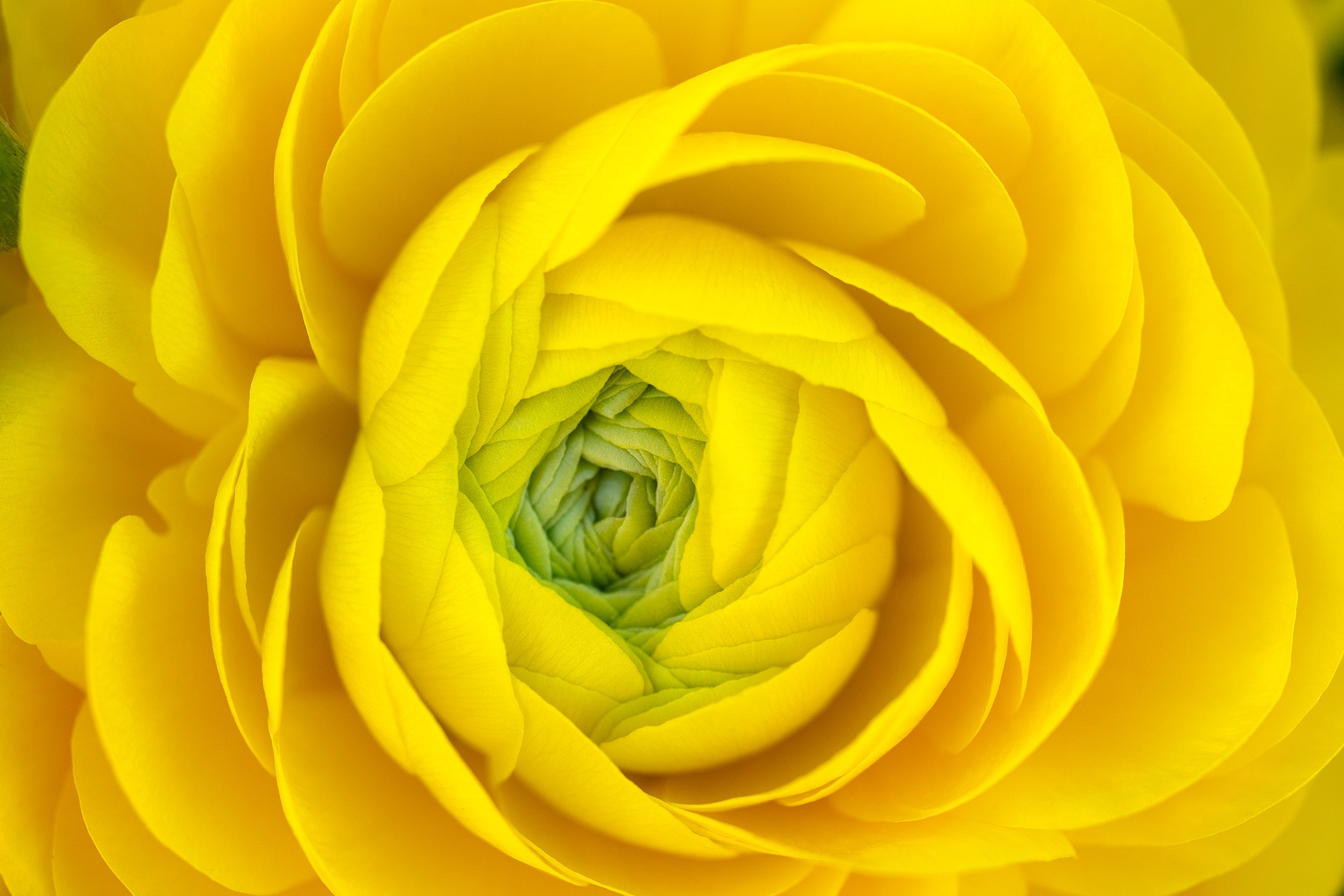 Yellow Swirl Wall Mural