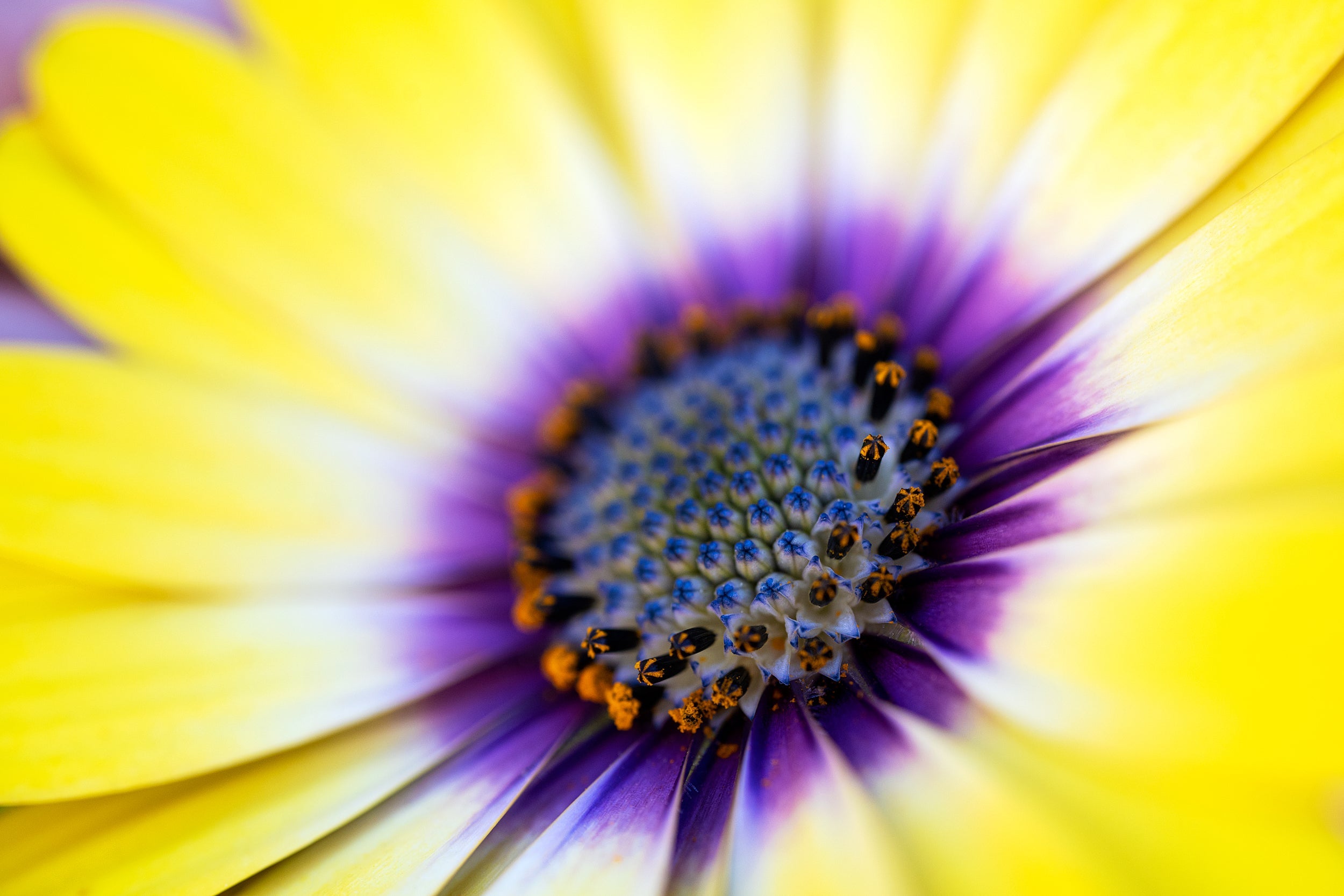 Expansion Wall Mural