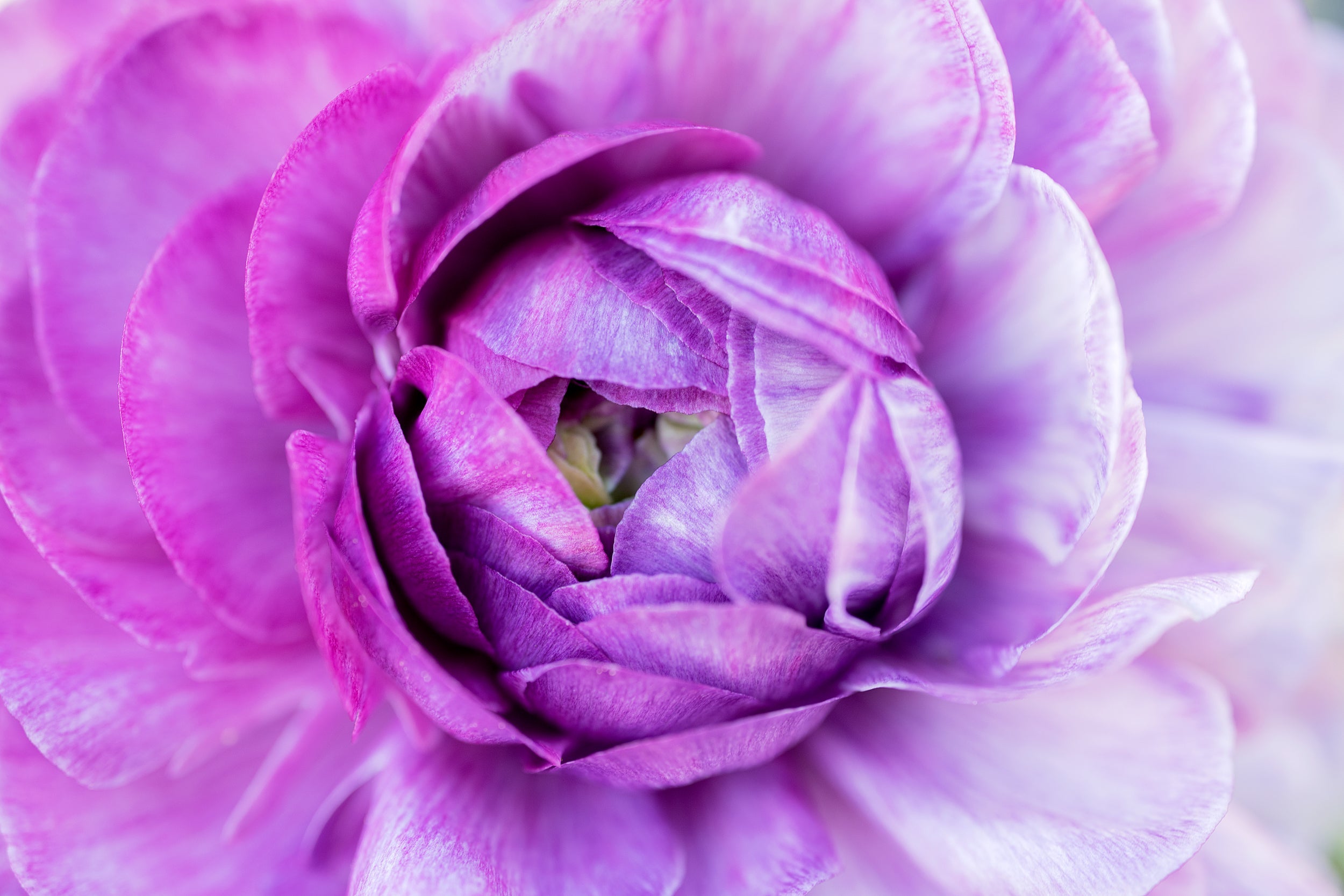Cloudy Bloom Wall Mural