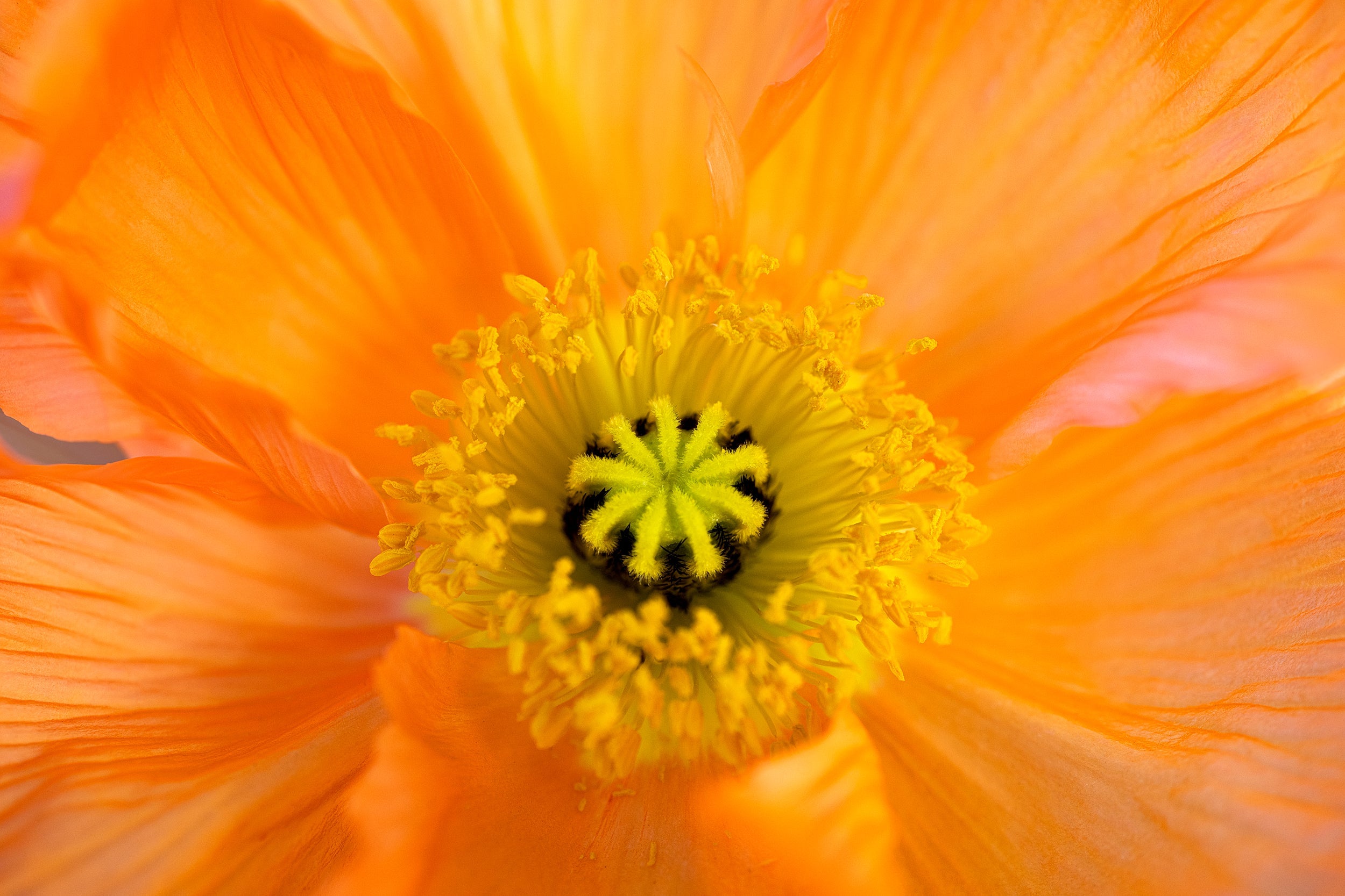 Sunset Bloom Wall Mural