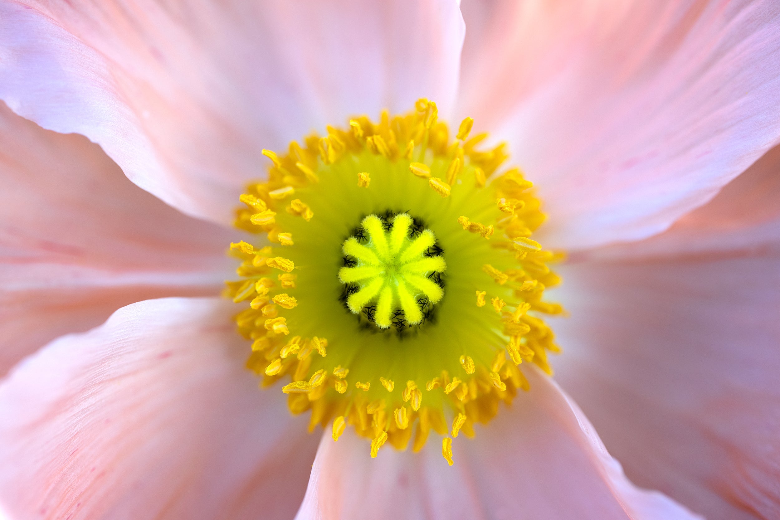 Proactive Wall Mural