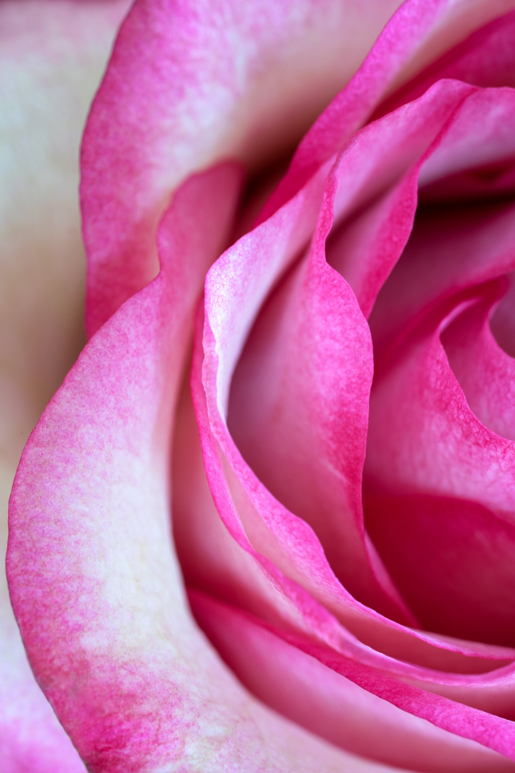 Promising Pink Wall Mural