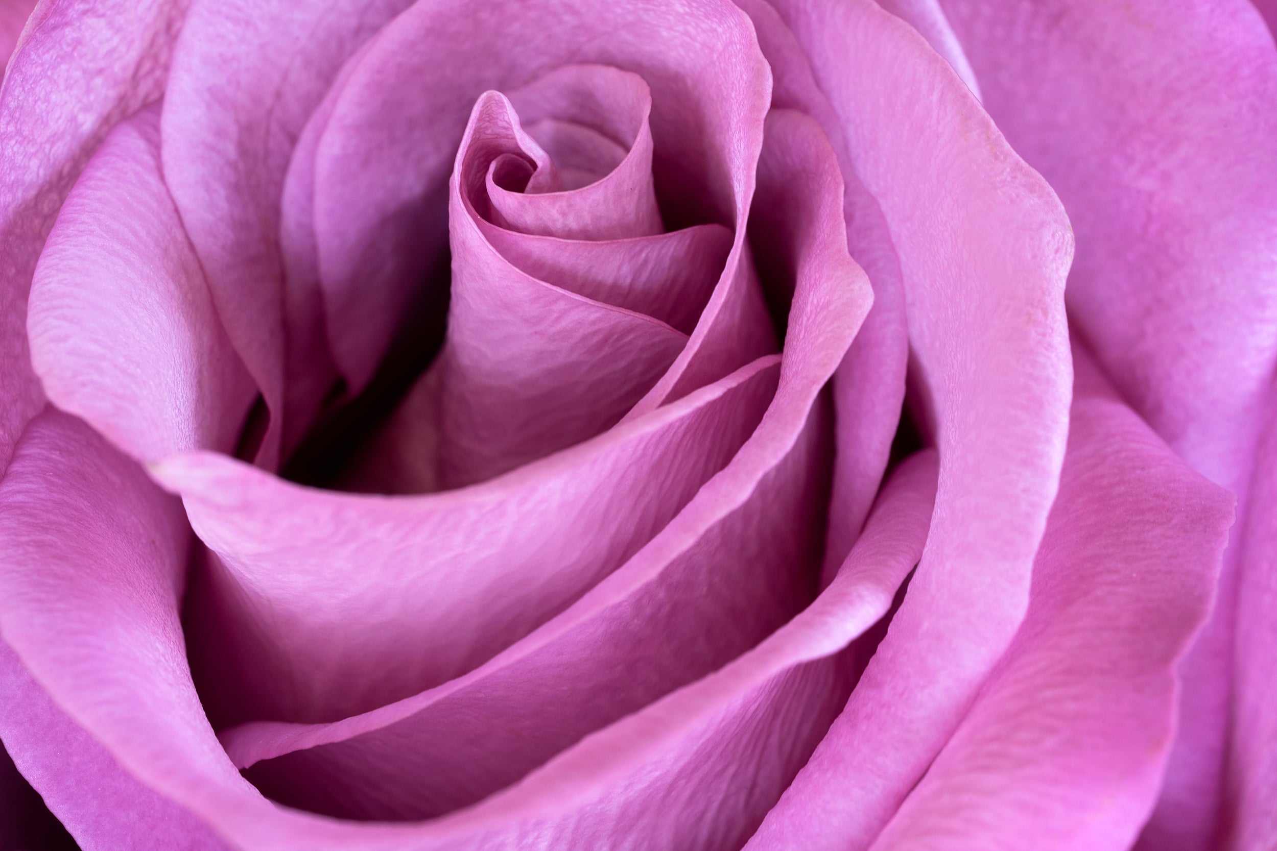 Pale Purple Wall Mural