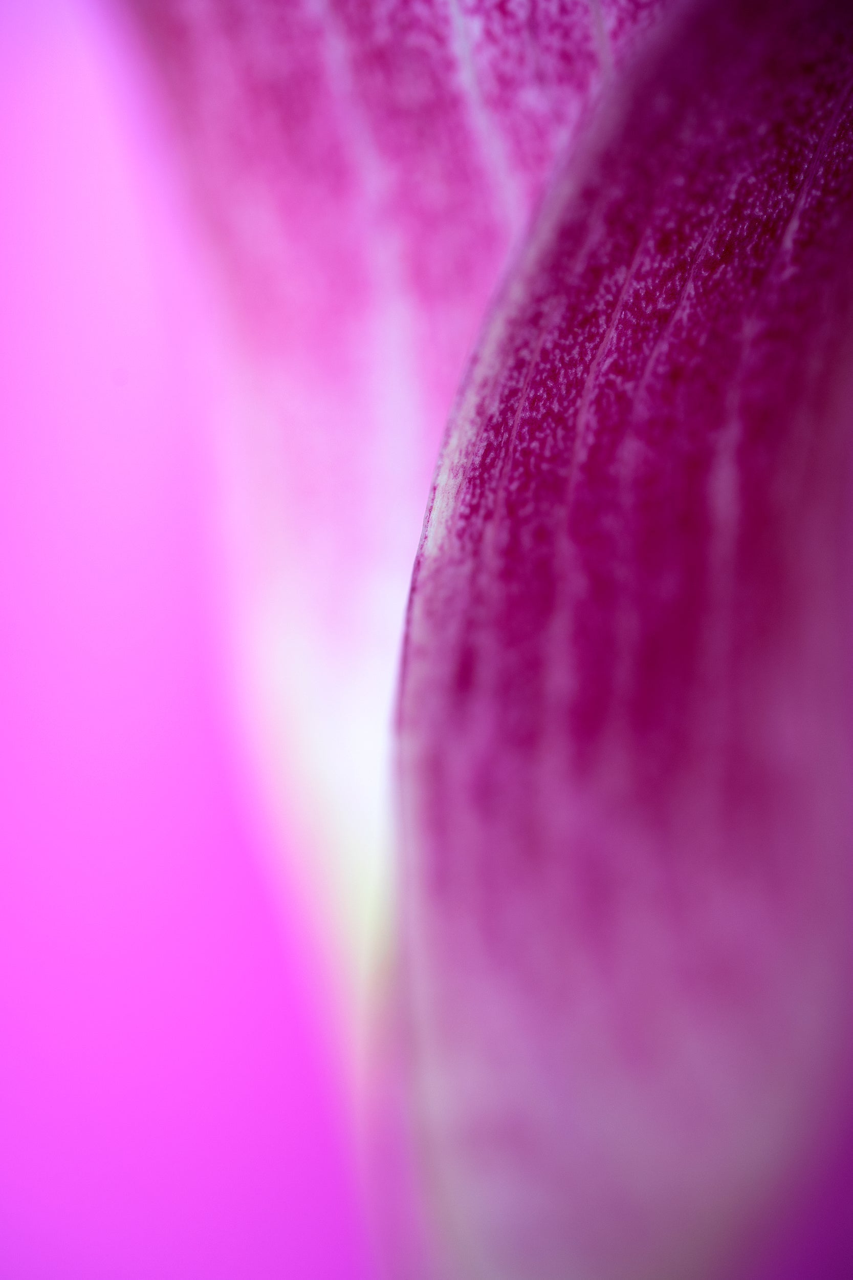 Purple Spring Wall Mural