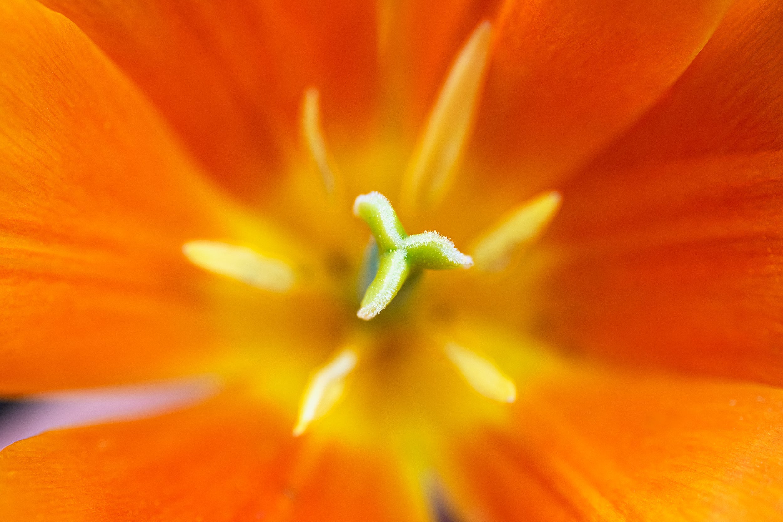 Orange Burst Wall Mural