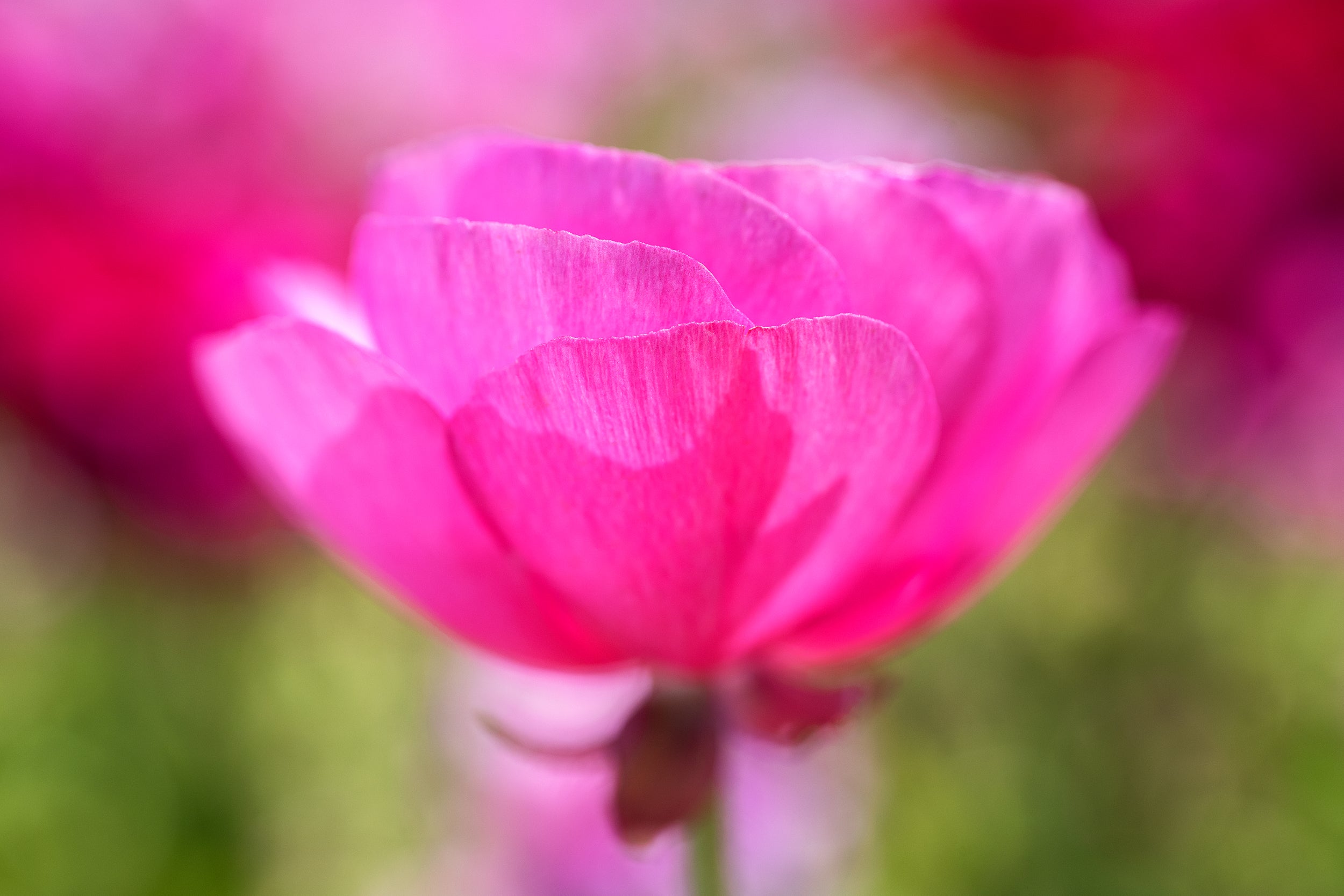 Budding Pink Wall Mural
