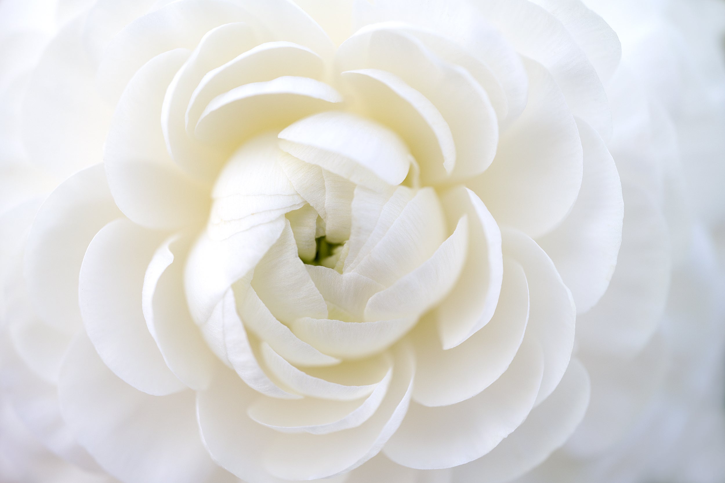 Pure Floral Wall Mural