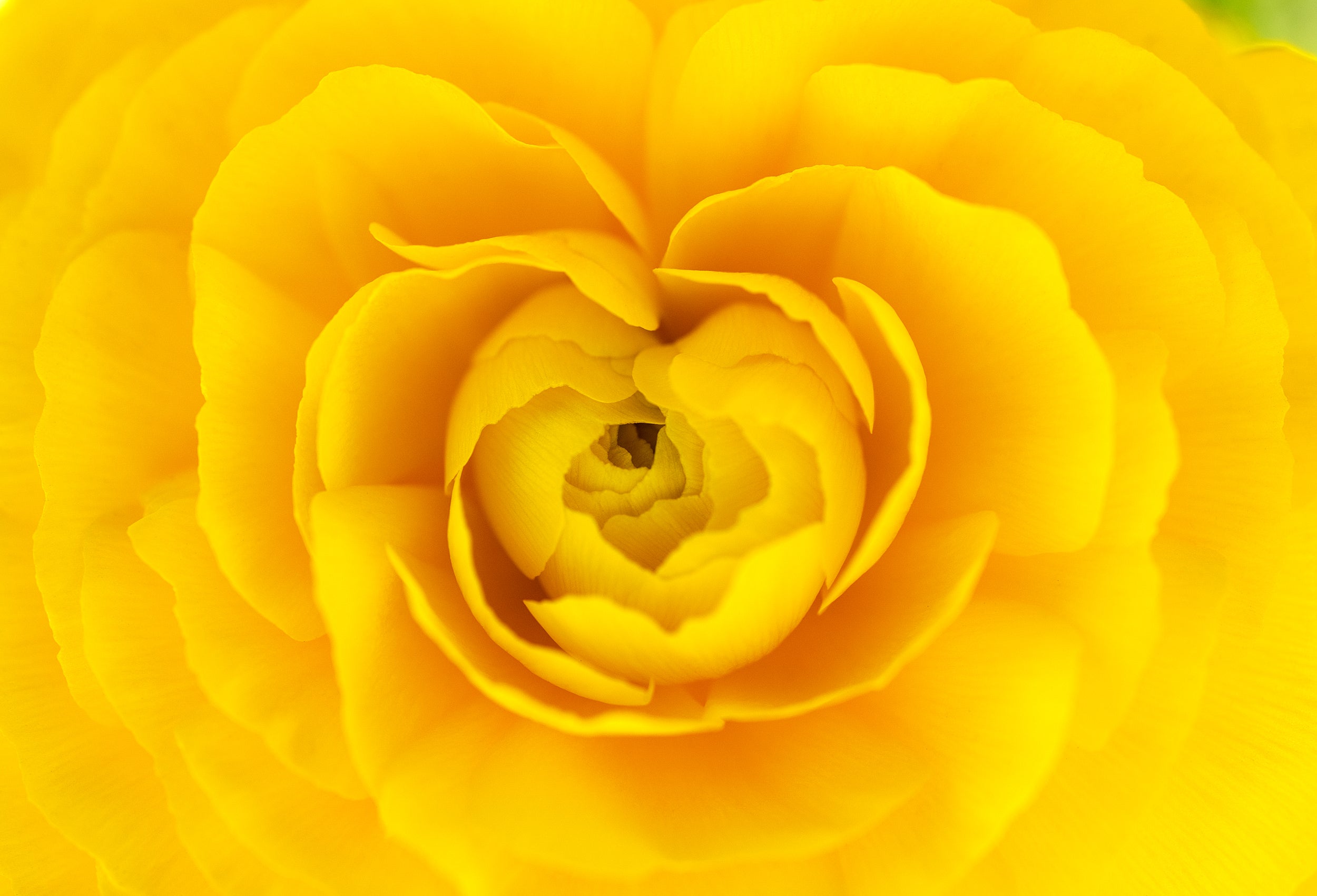 Floral Heart Wall Mural