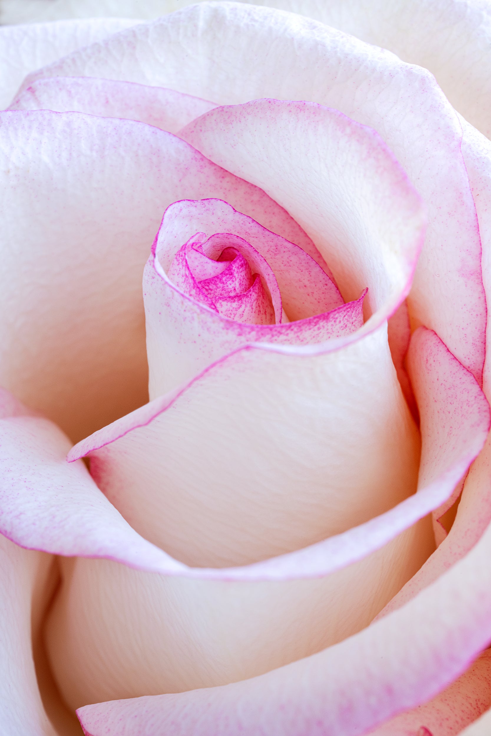 Close Rose Wall Mural