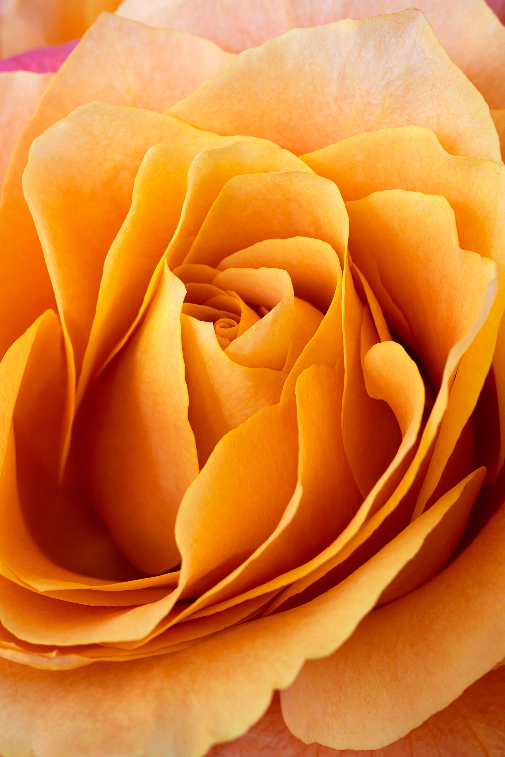 Golden Crisp Wall Mural