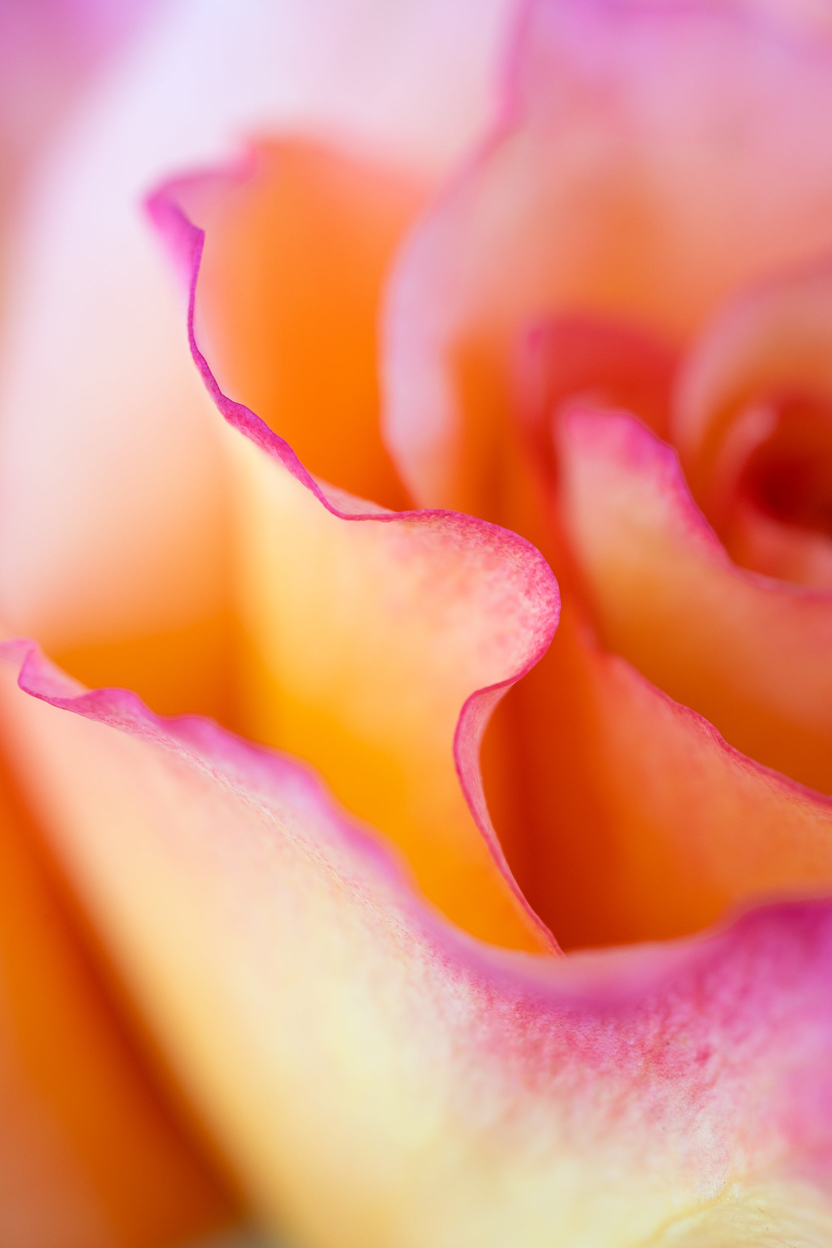 Hazy Pink Wall Mural