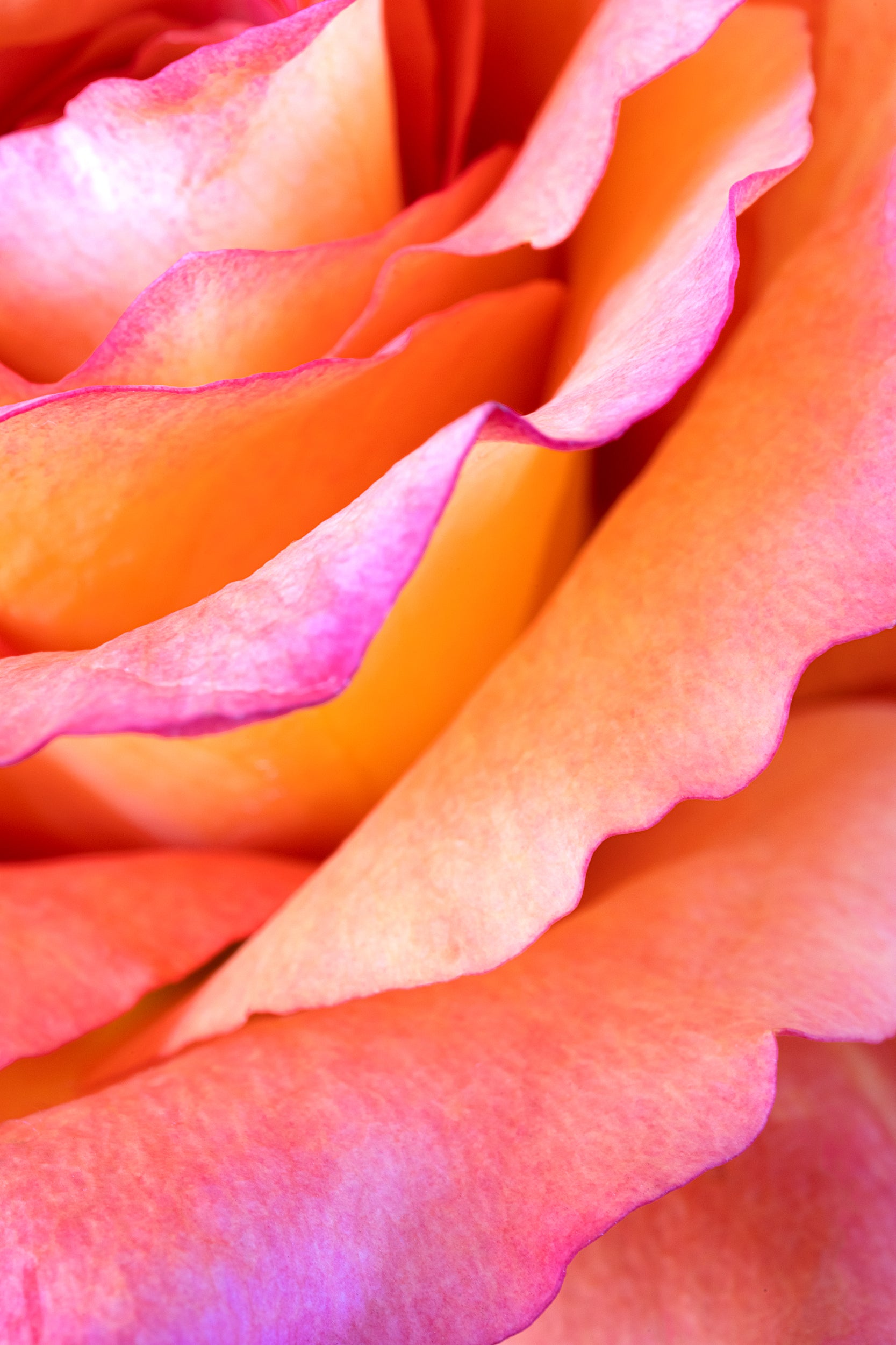 Neon Floral Wall Mural