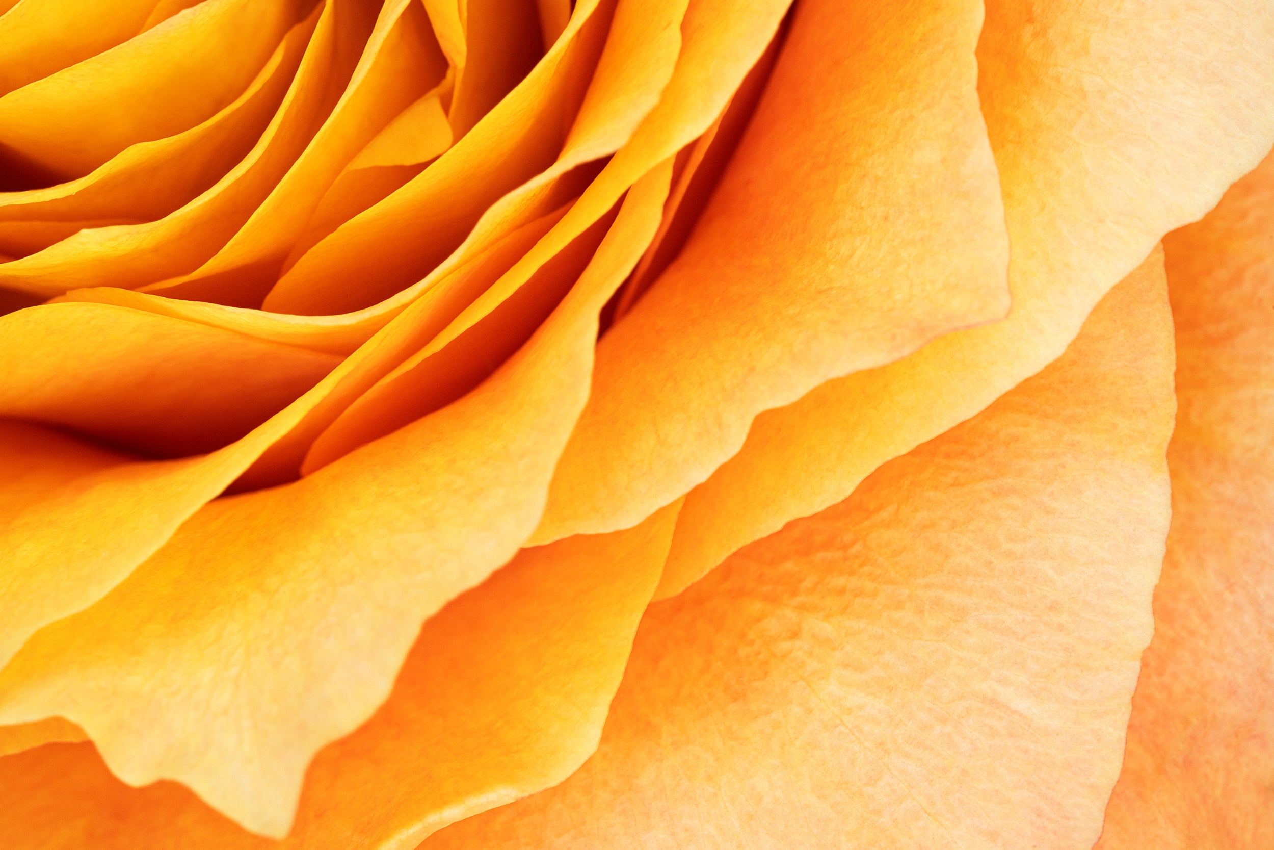 Gold Petal Wall Mural