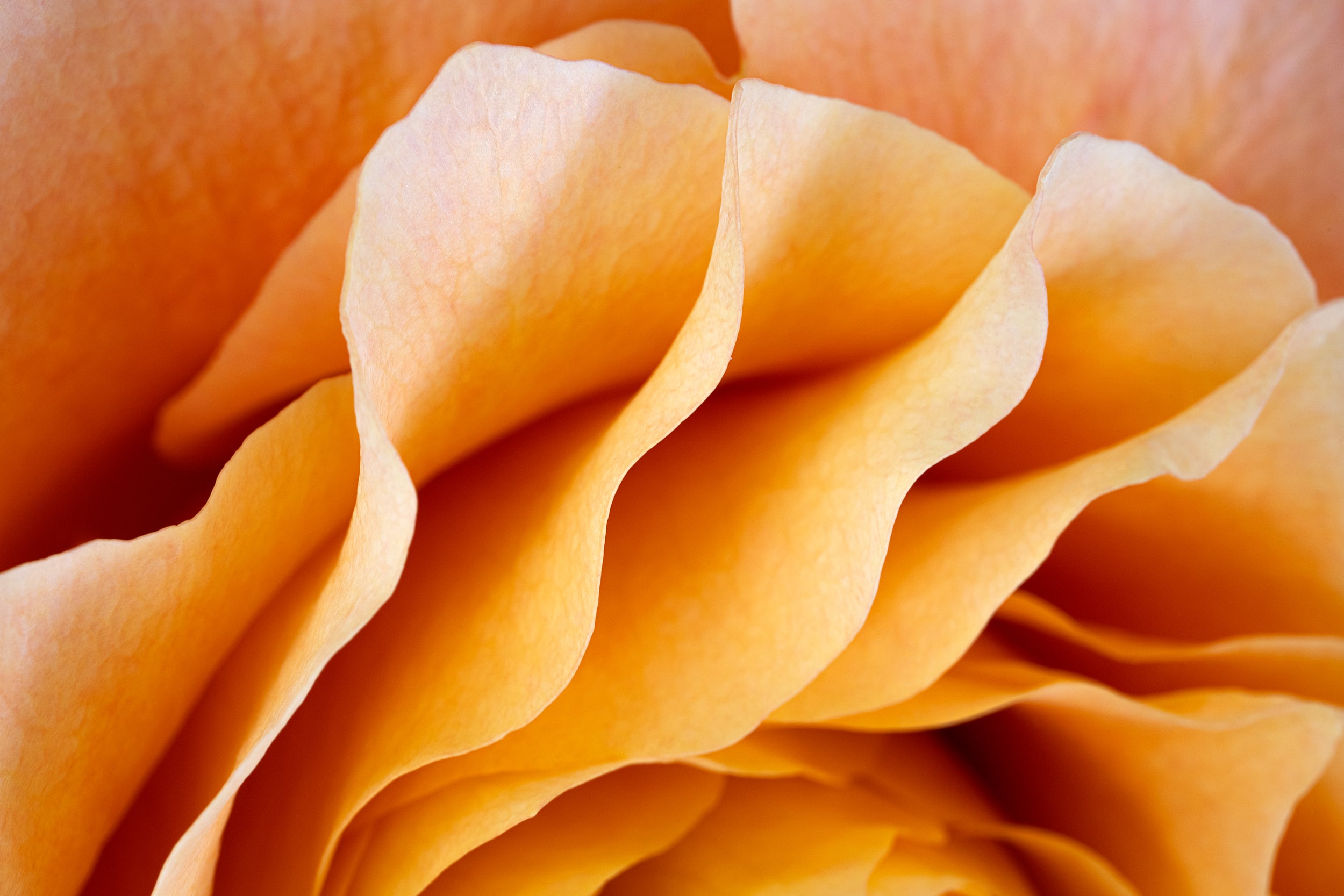 Golden Glow Wall Mural