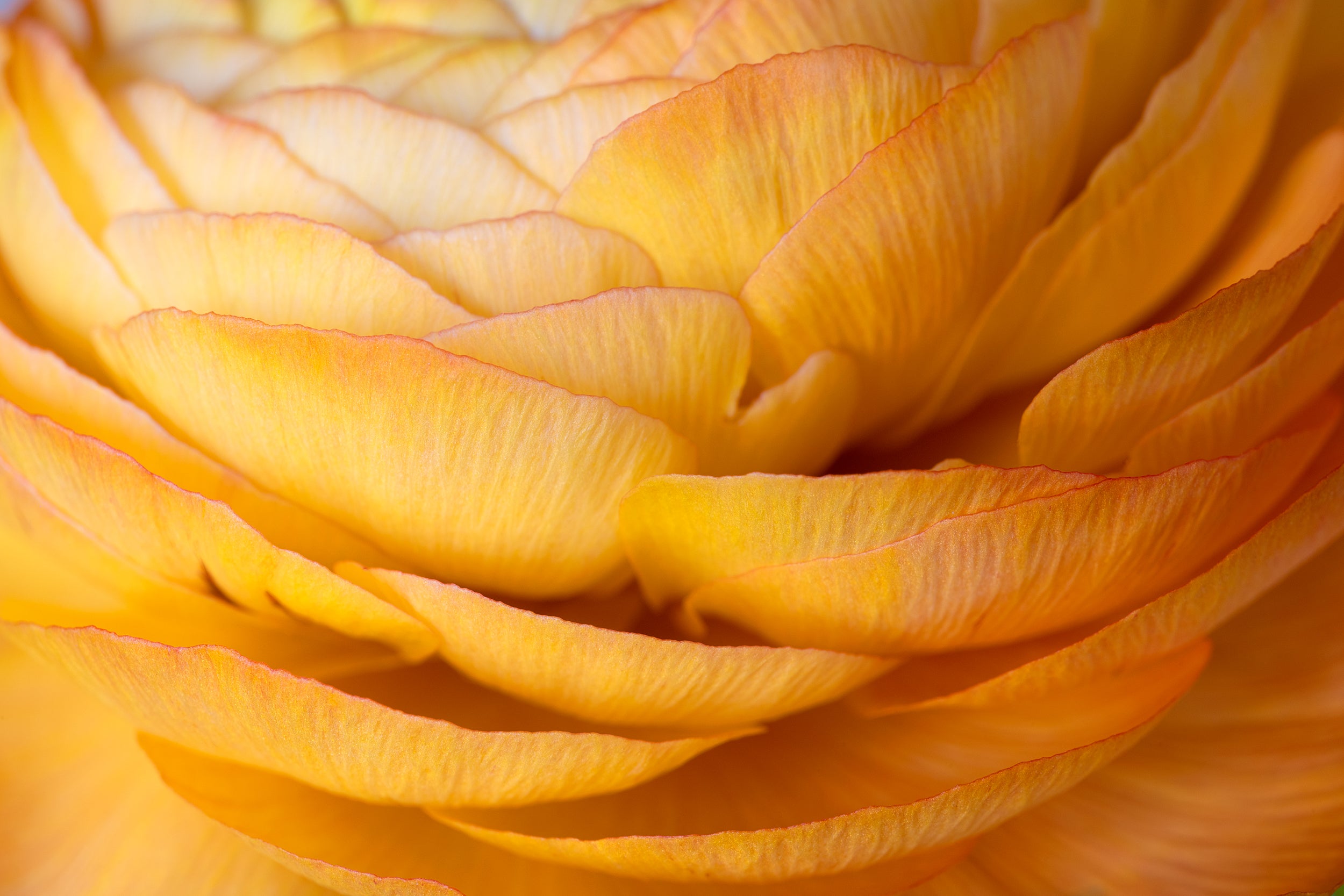 Layered Gold Wall Mural