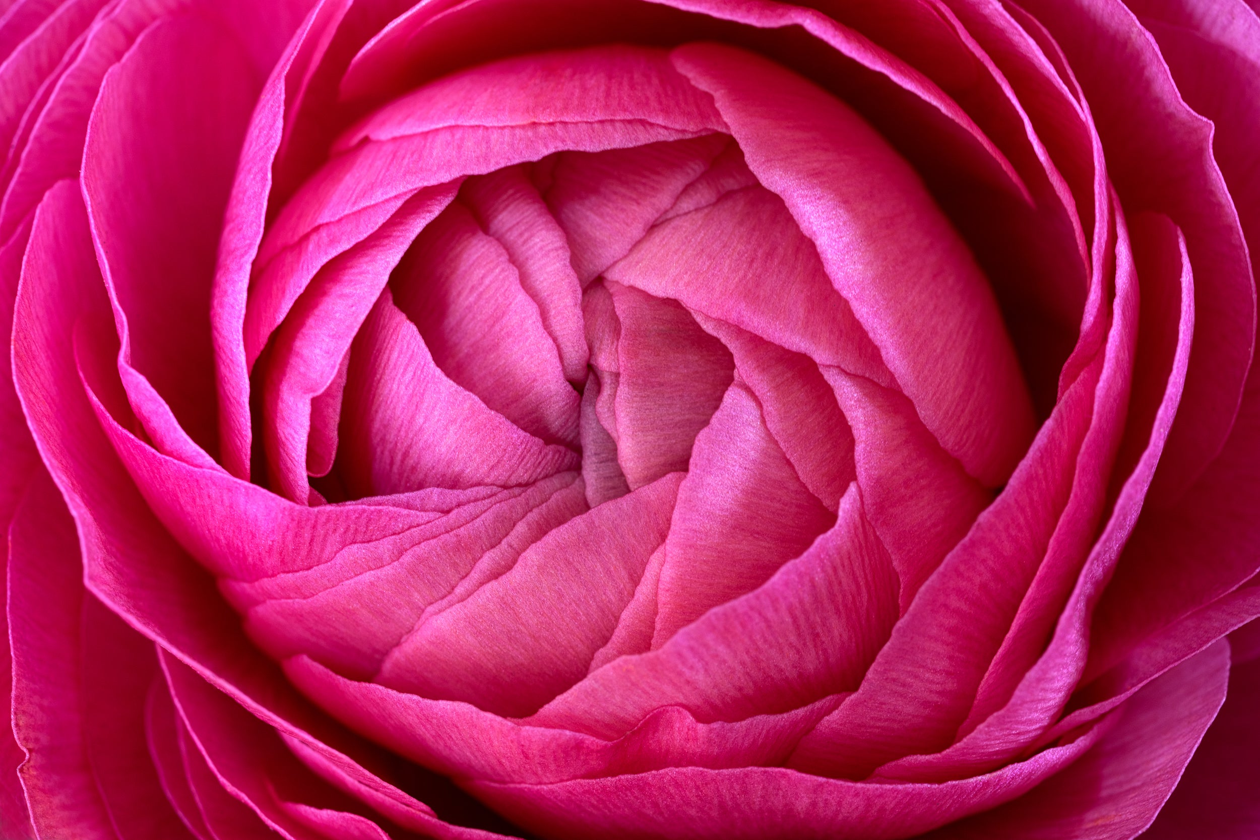 Vibrant Blush Wall Mural