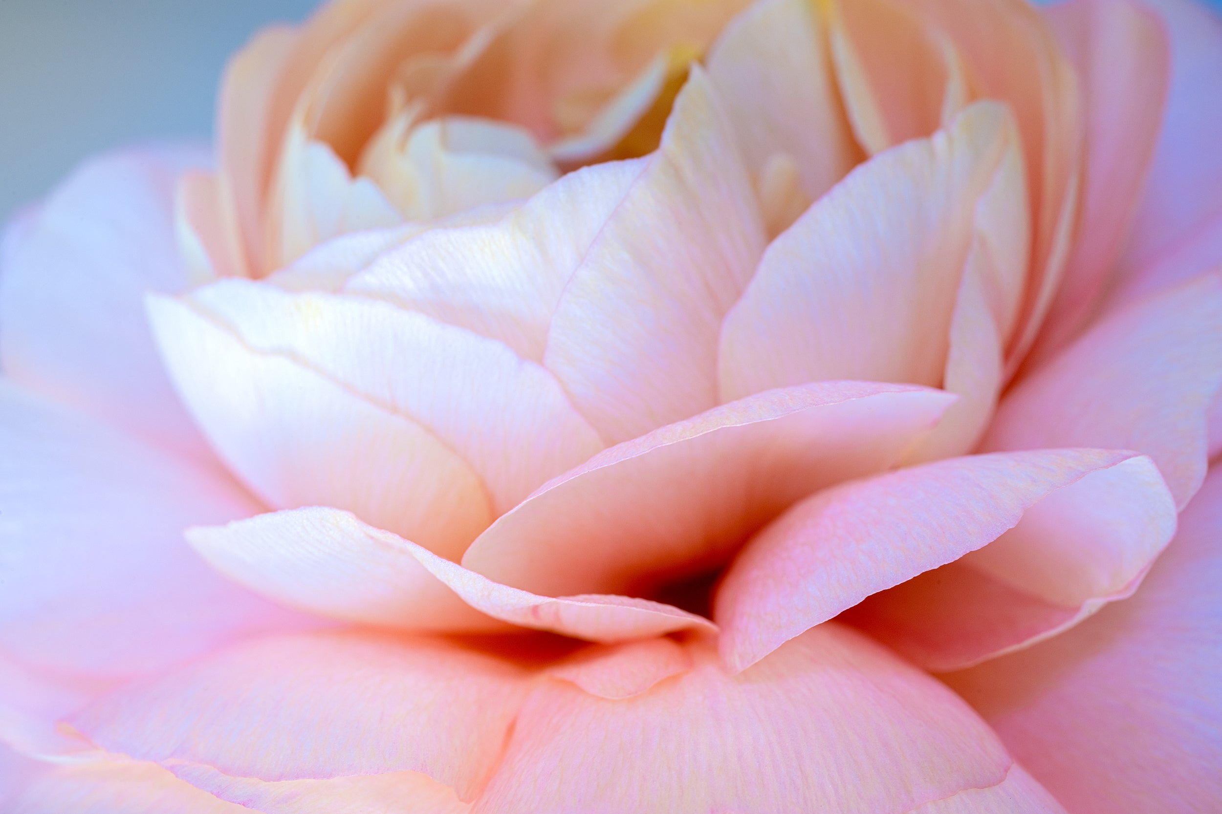 Soft Pink Floral Wall Mural