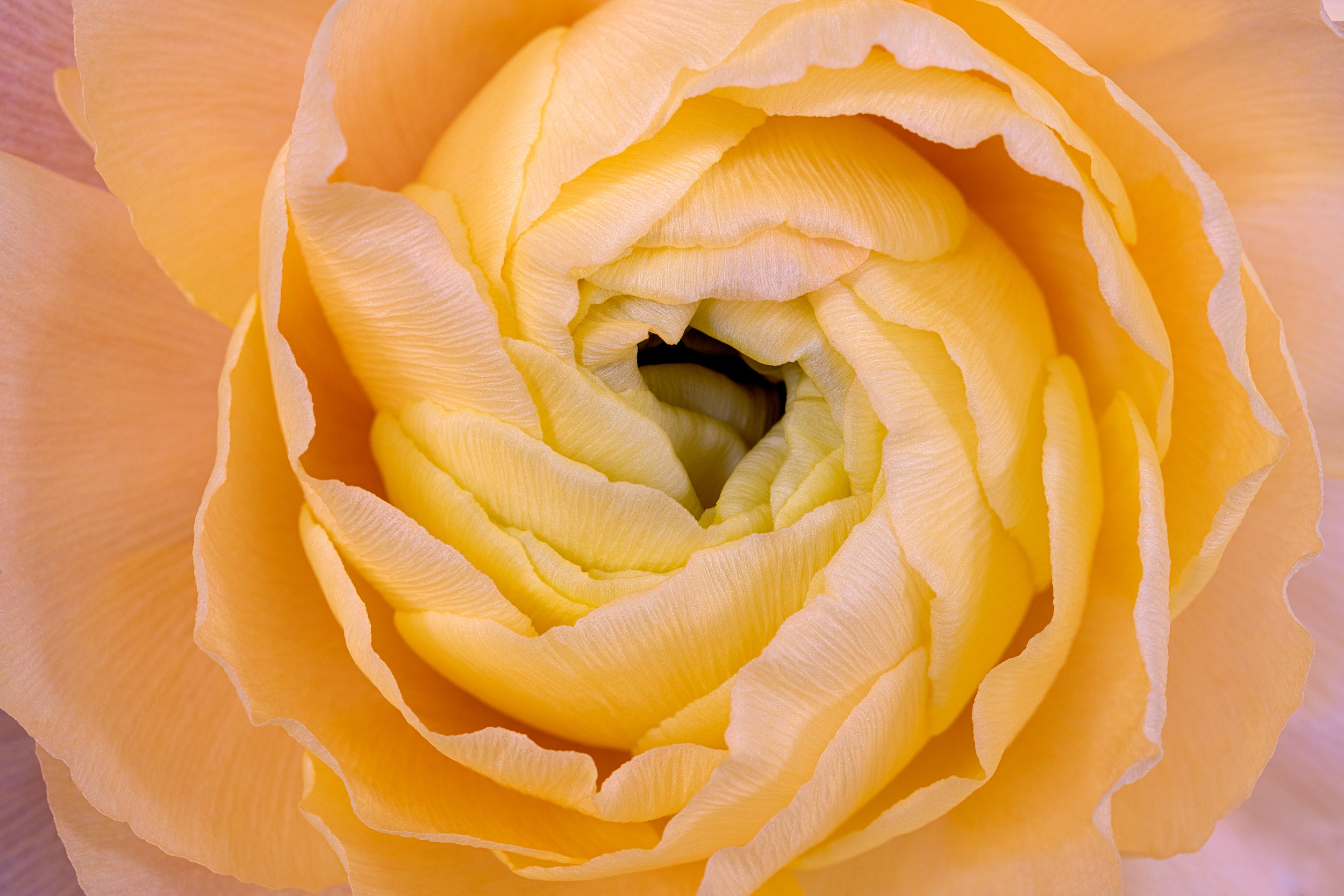 Vibrant Honey Wall Mural