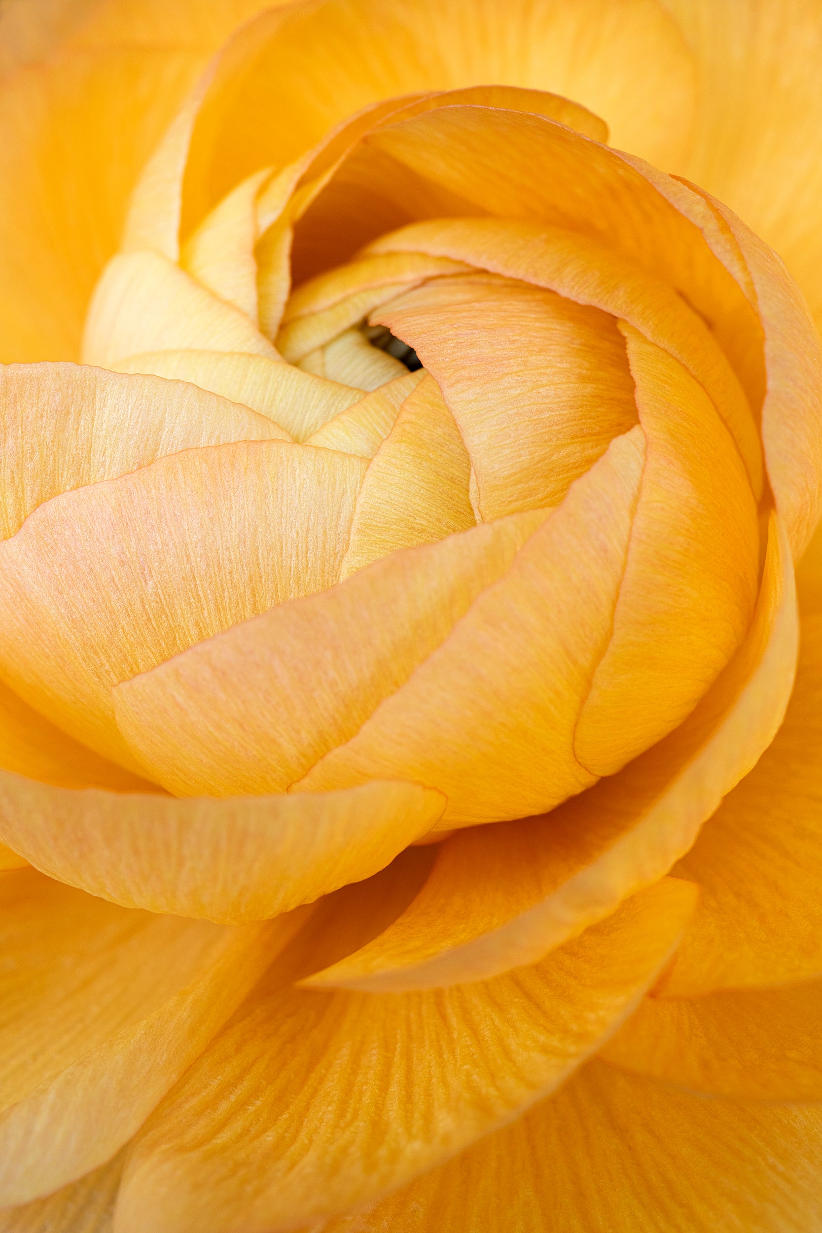 Budding Yellow Wall Mural