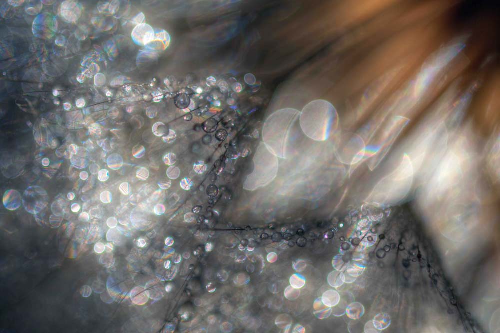 Lentejuelas Wall Mural